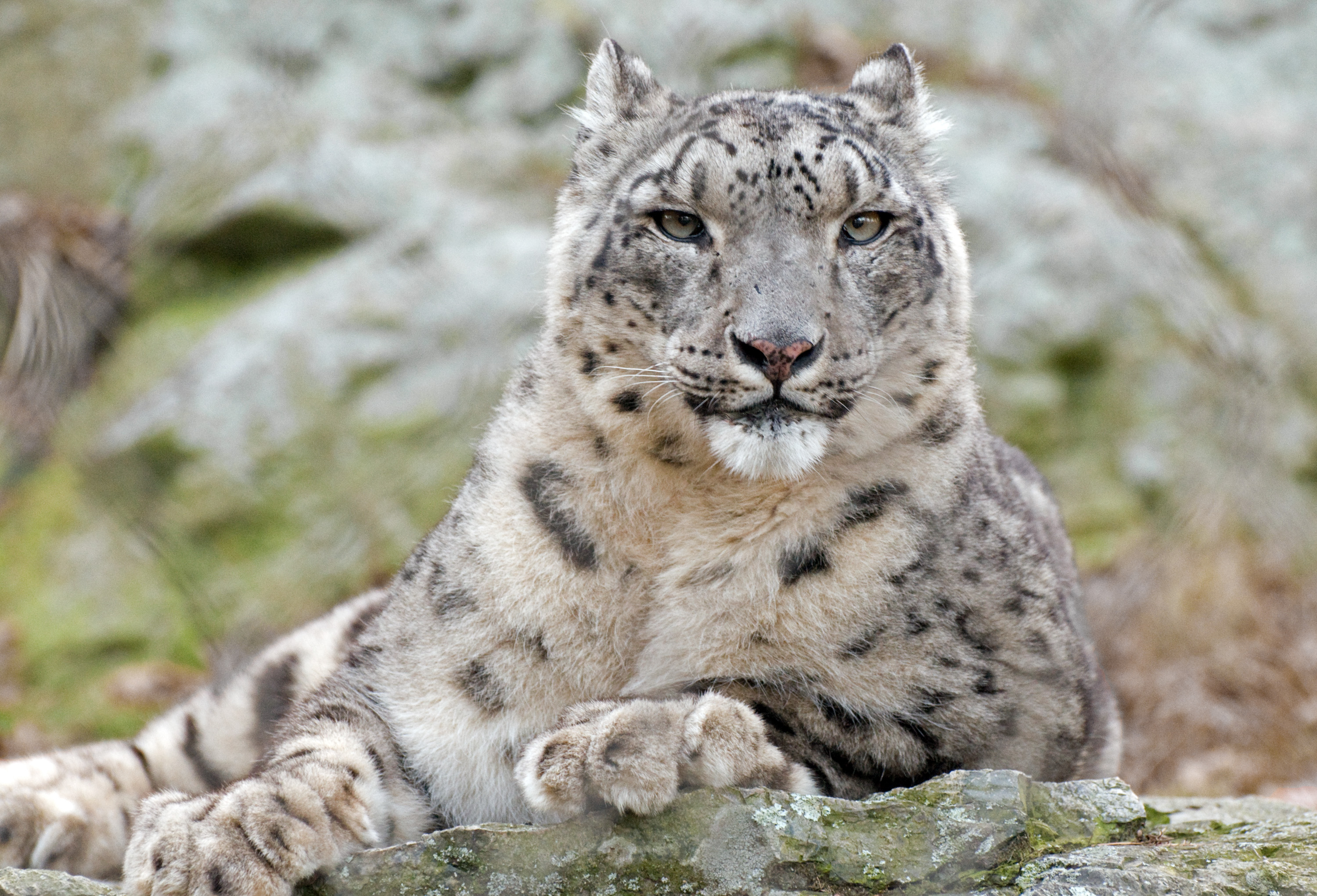 Snow Leopard Relaxed