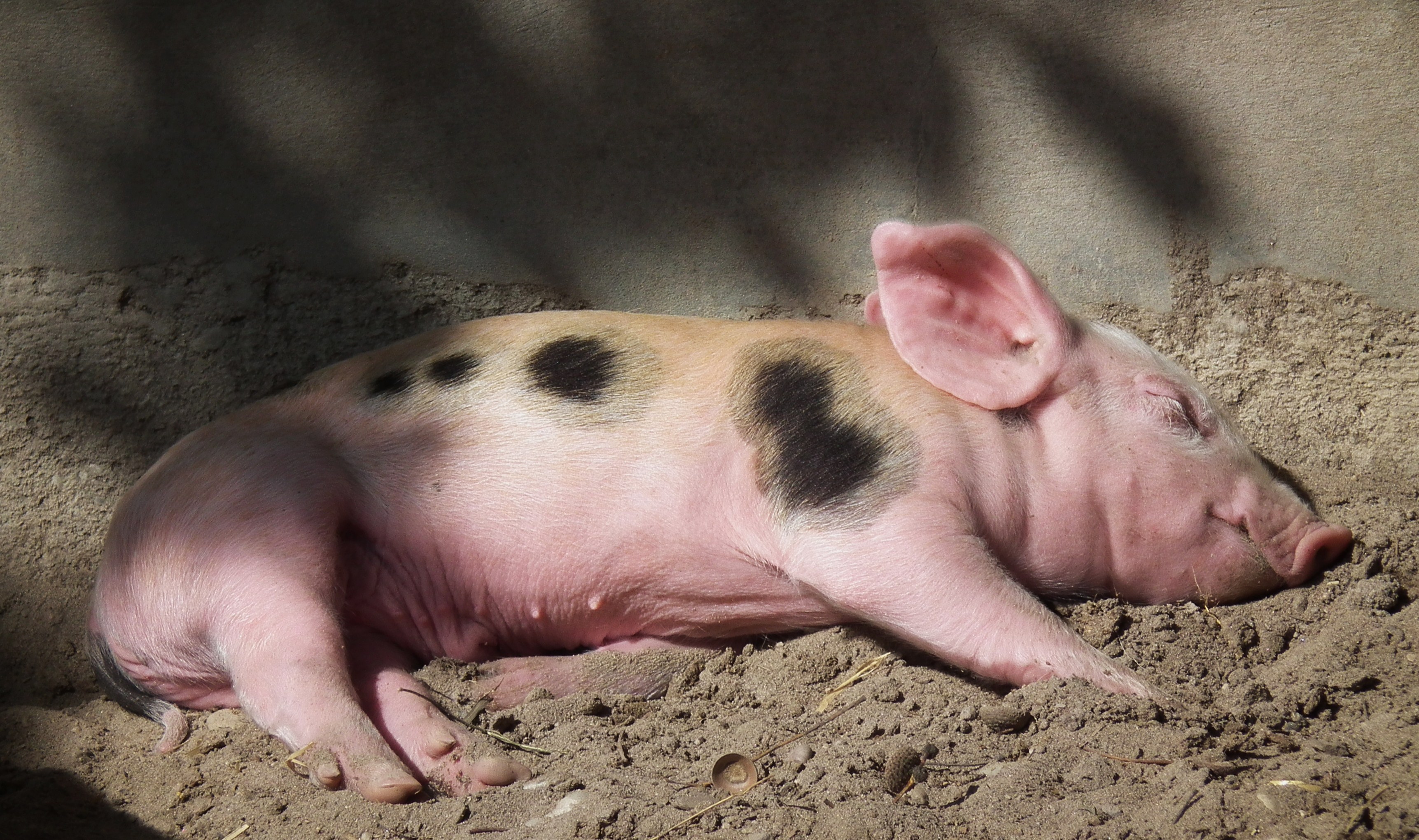 So müde und zerknautscht Bentheimer Landschwein Ferkel 2011