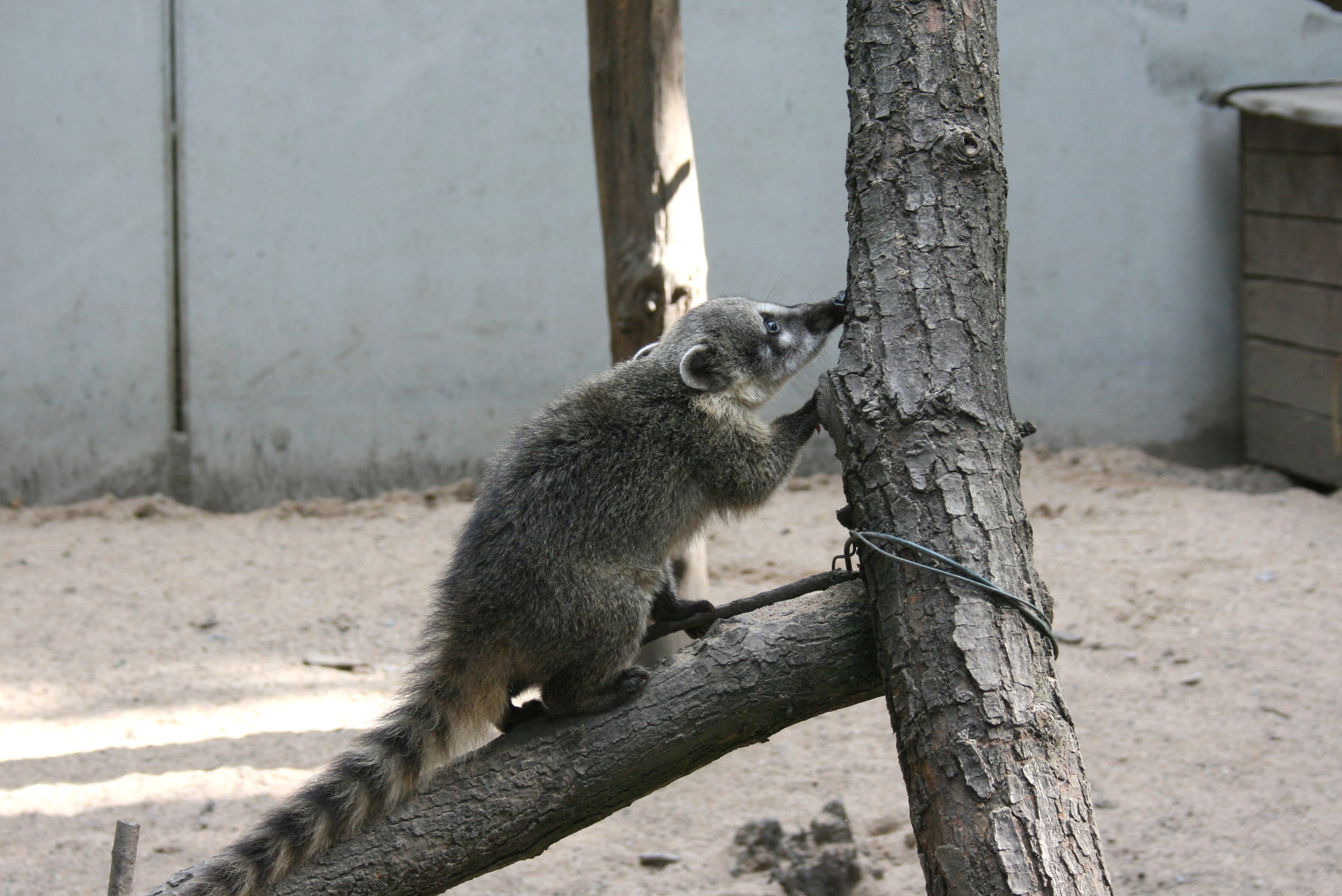 Solingen - Fauna - Nasua nasua 07 ies
