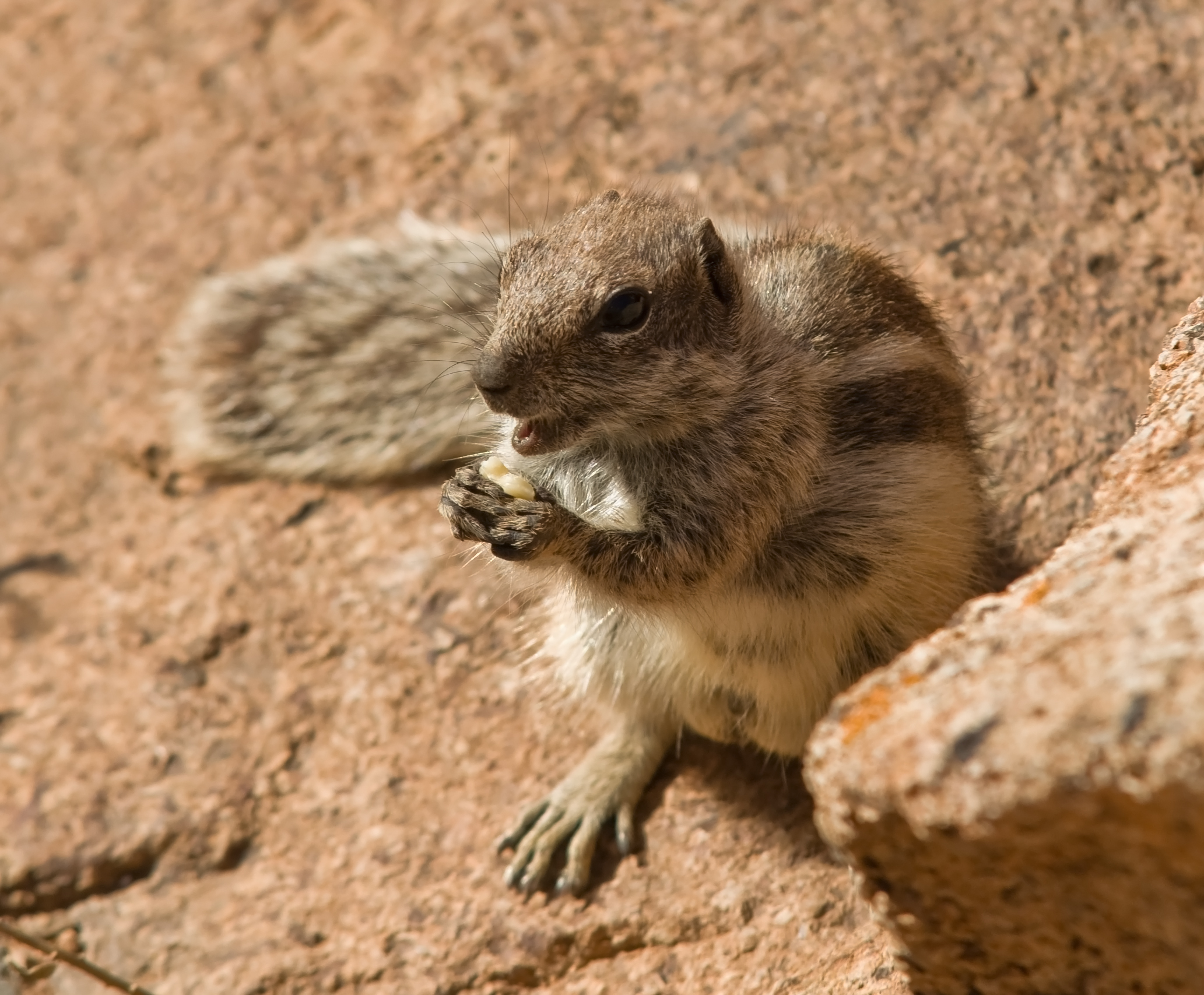 South African Ground Squirrel IMGP1654