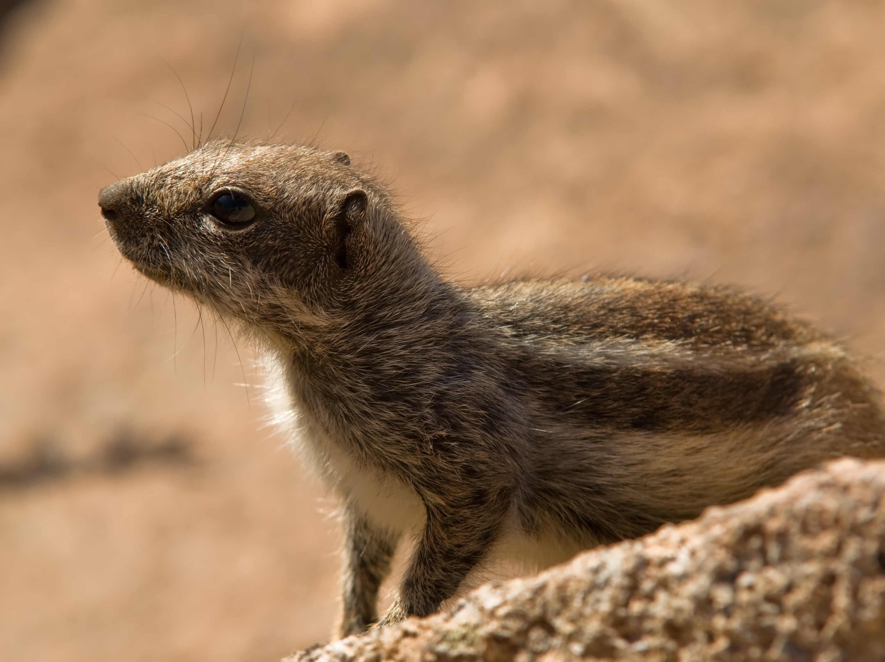 South African Ground Squirrel IMGP1664