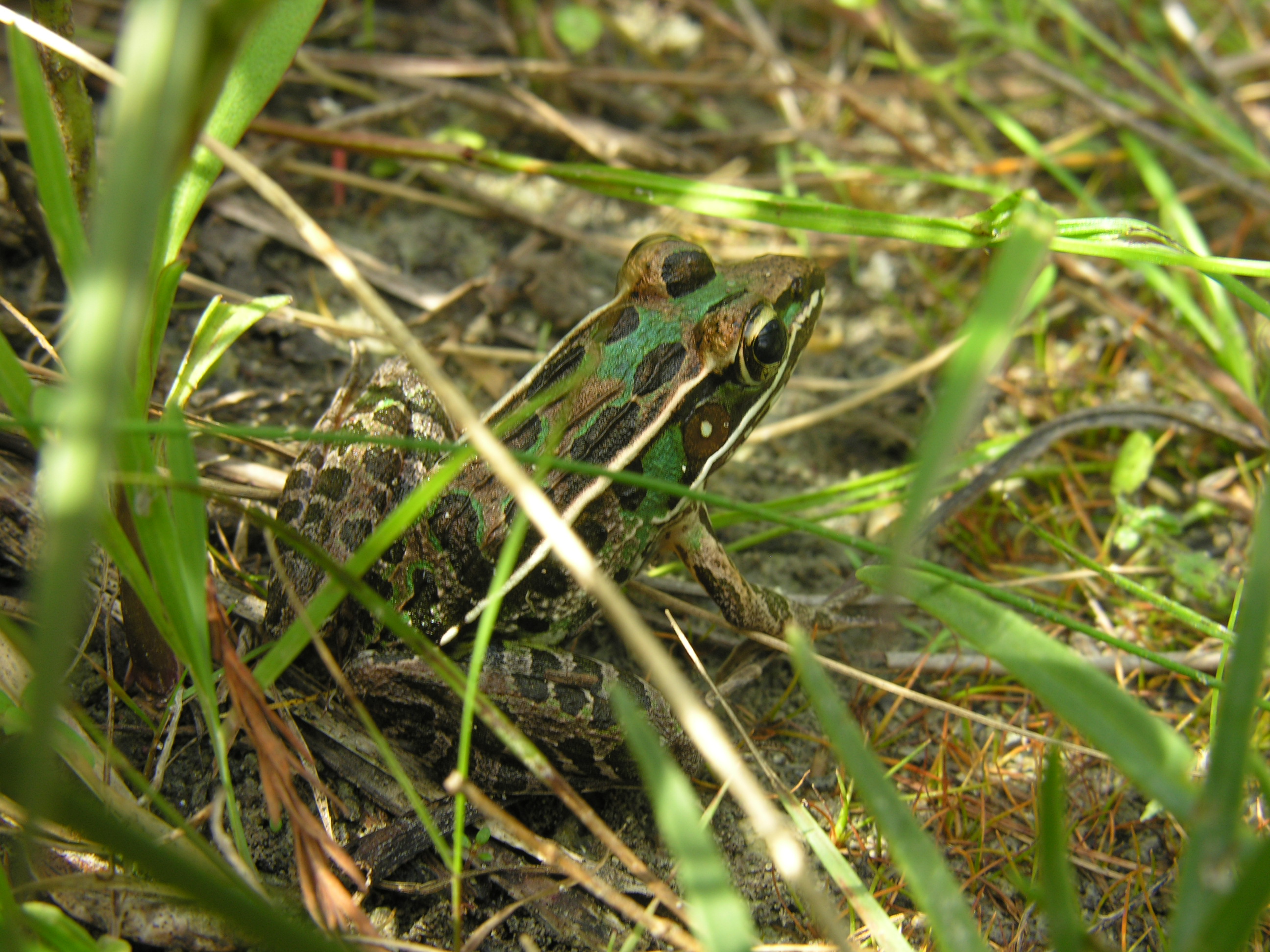 Southern Leopard Frog