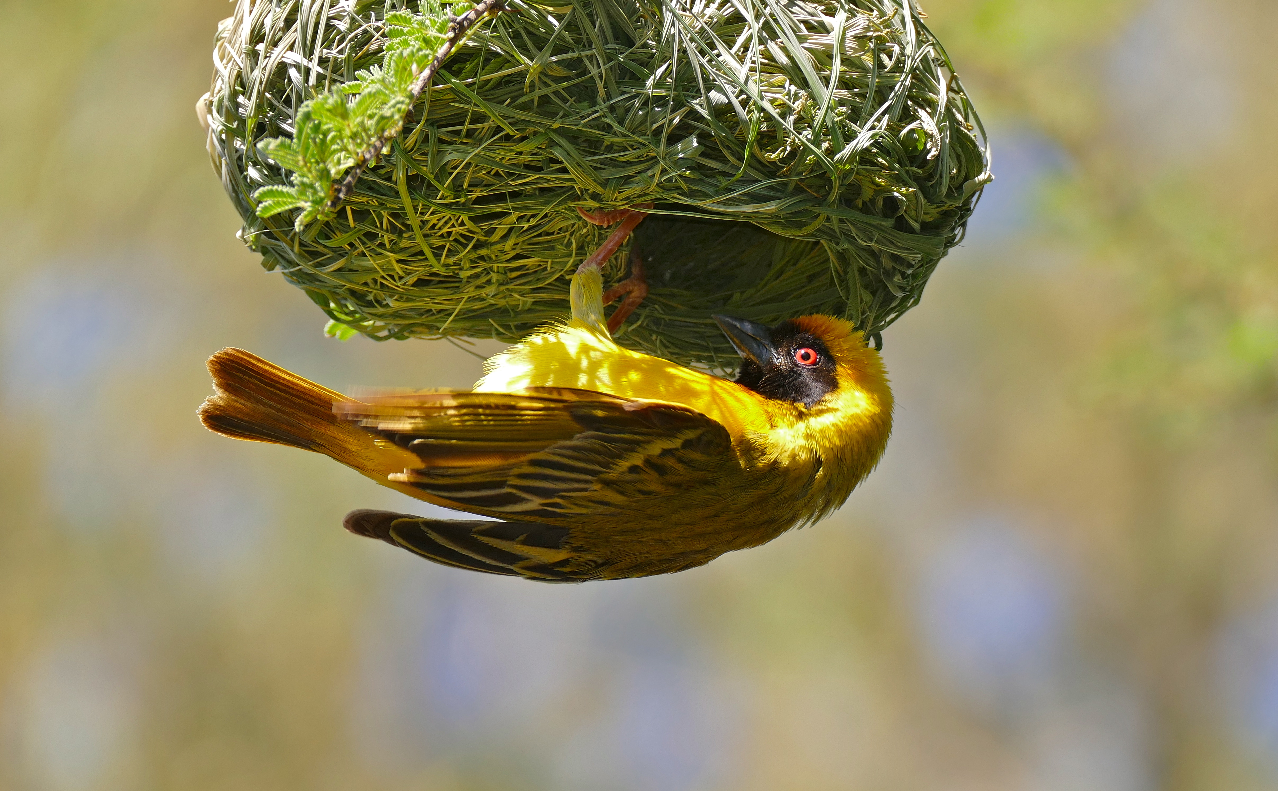 Southern Masked Weaver (Ploceus cucullatus) male on nest (16614825697)
