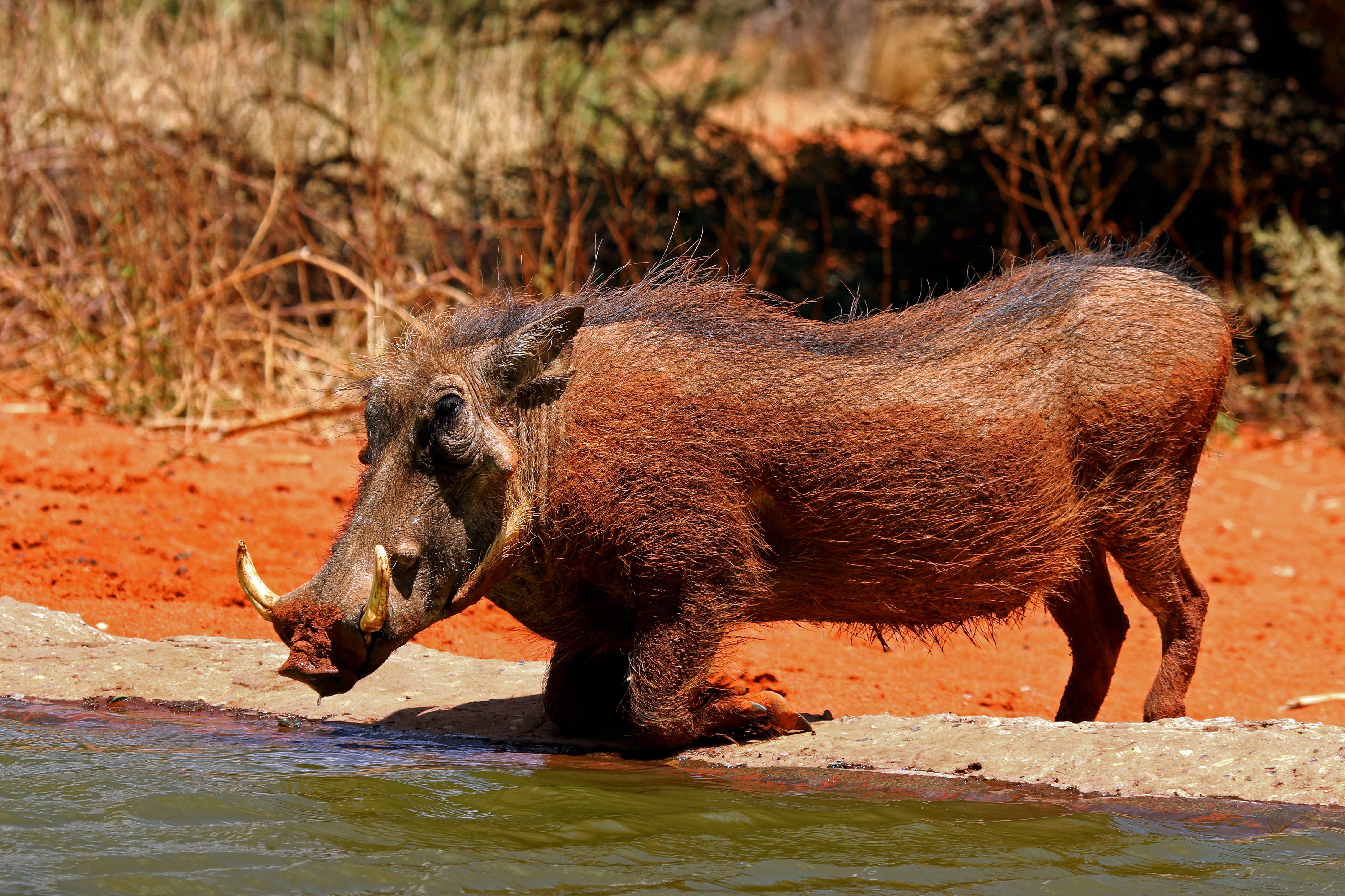 Southern warthog (Phacochoerus africanus sundevallii) male
