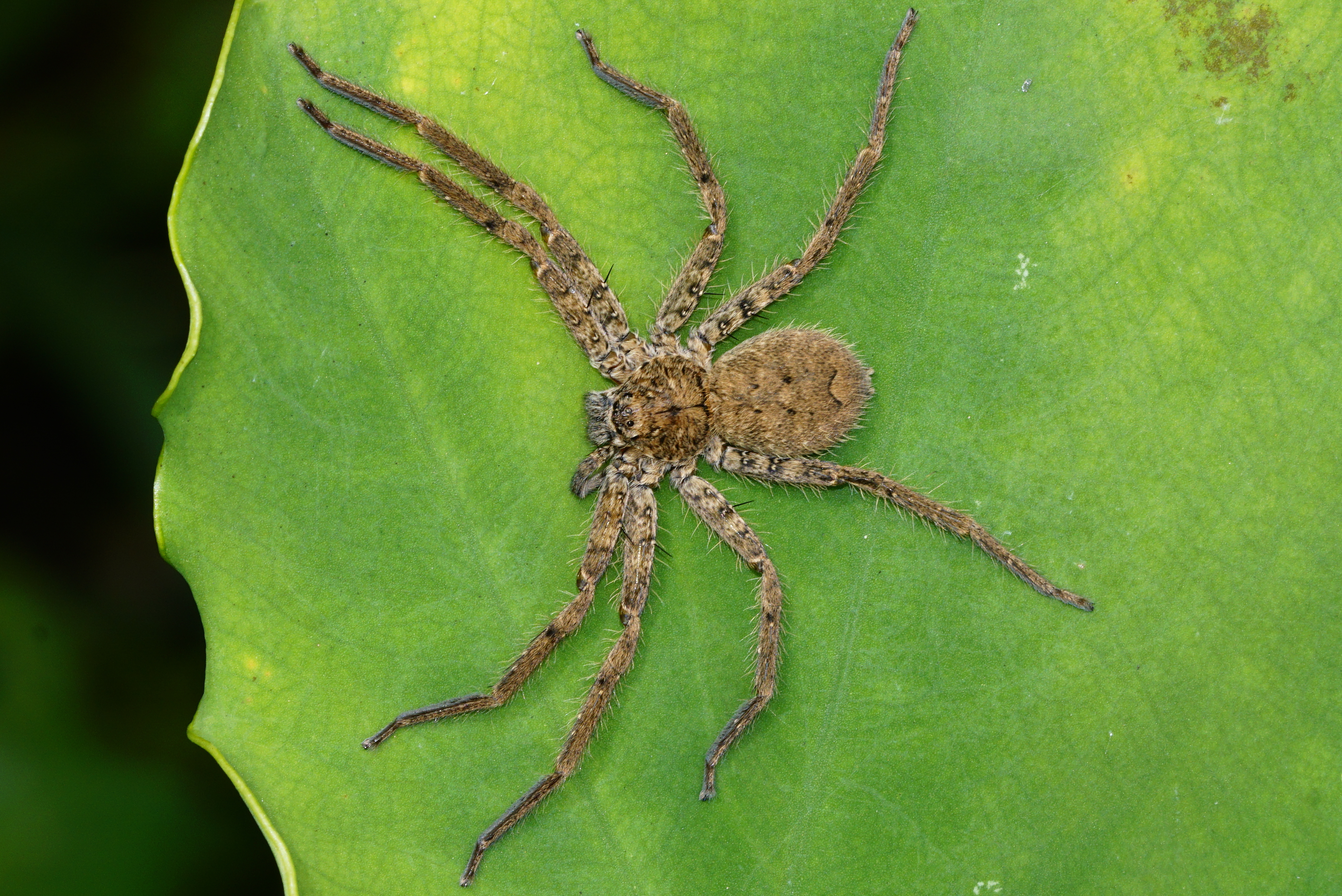 Sparassidae spp 8267