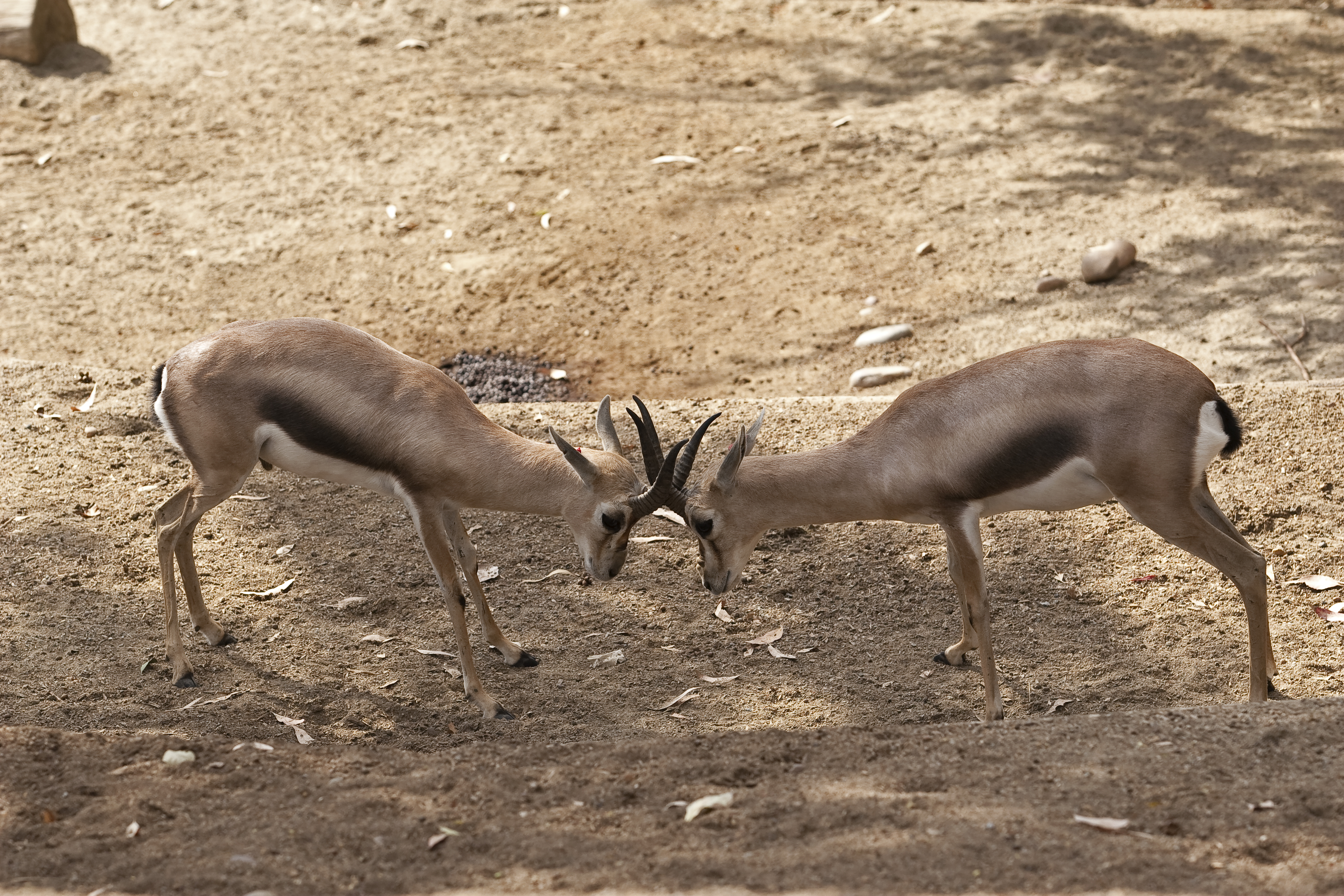 Speke's Gazelle - Gazella spekei