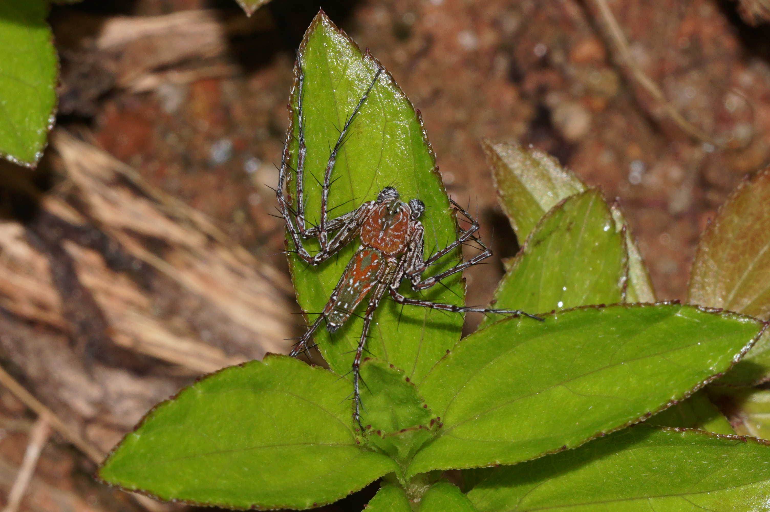 Spider 05573