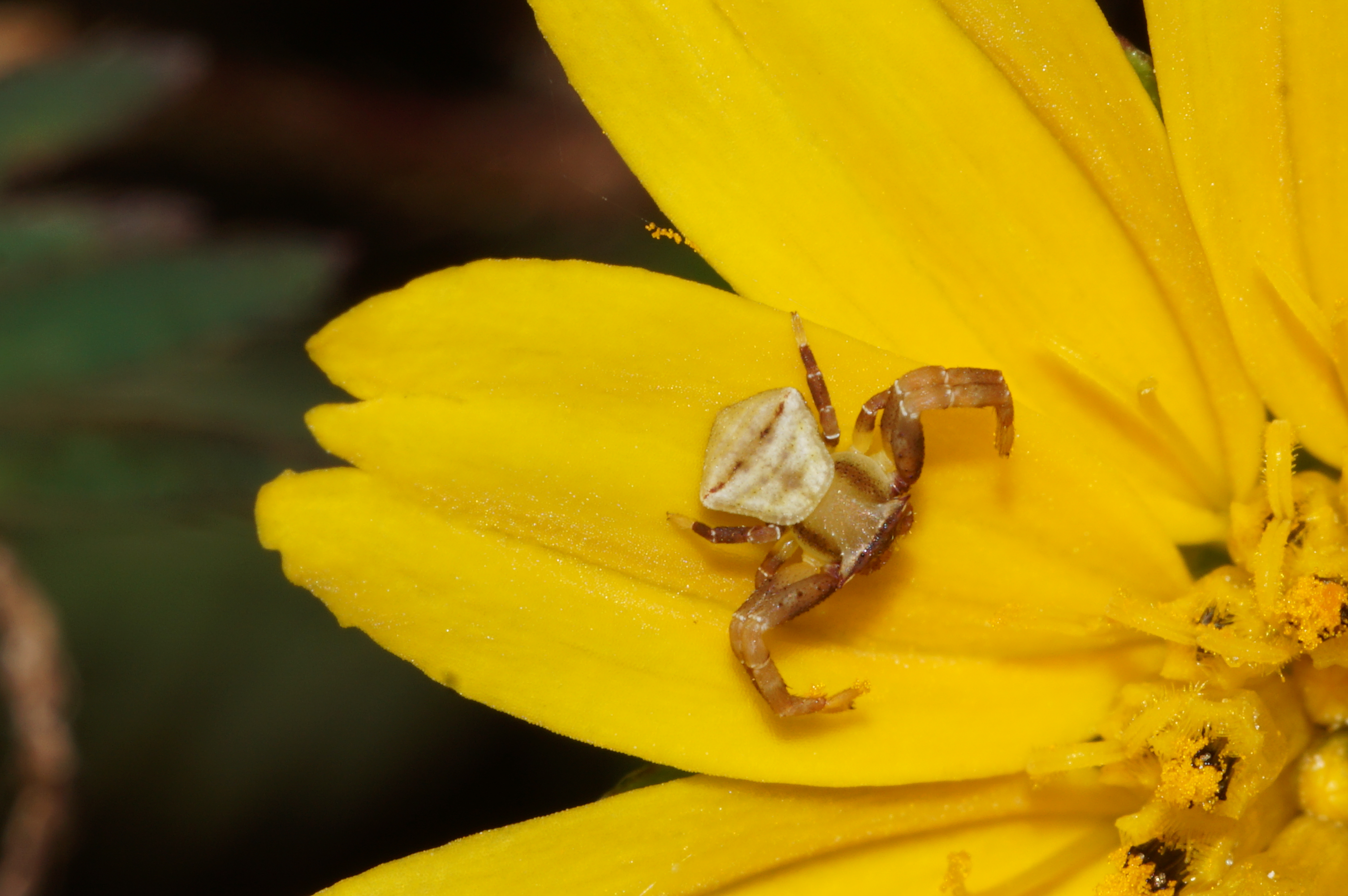 Spider 05678
