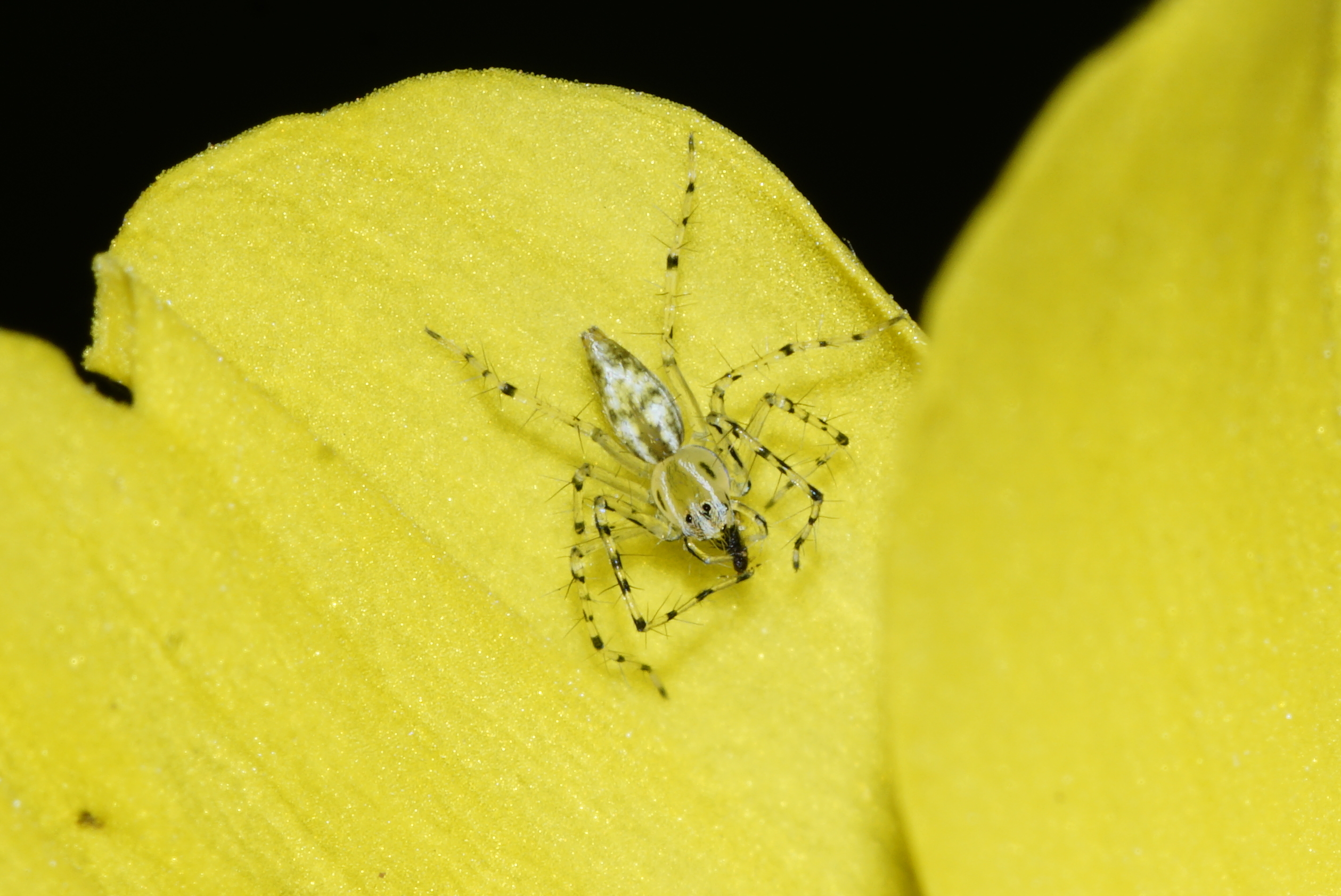 Spider 6286