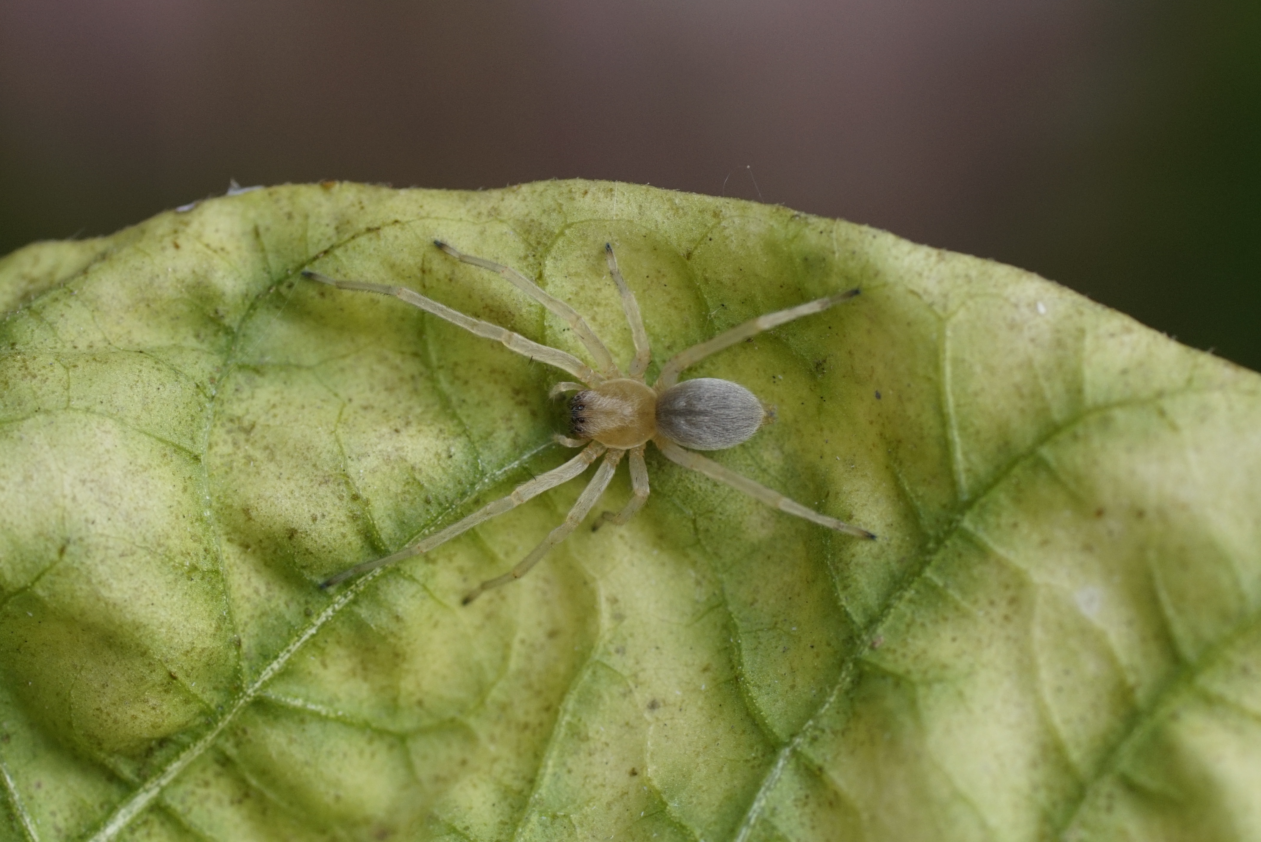 Spider 9352