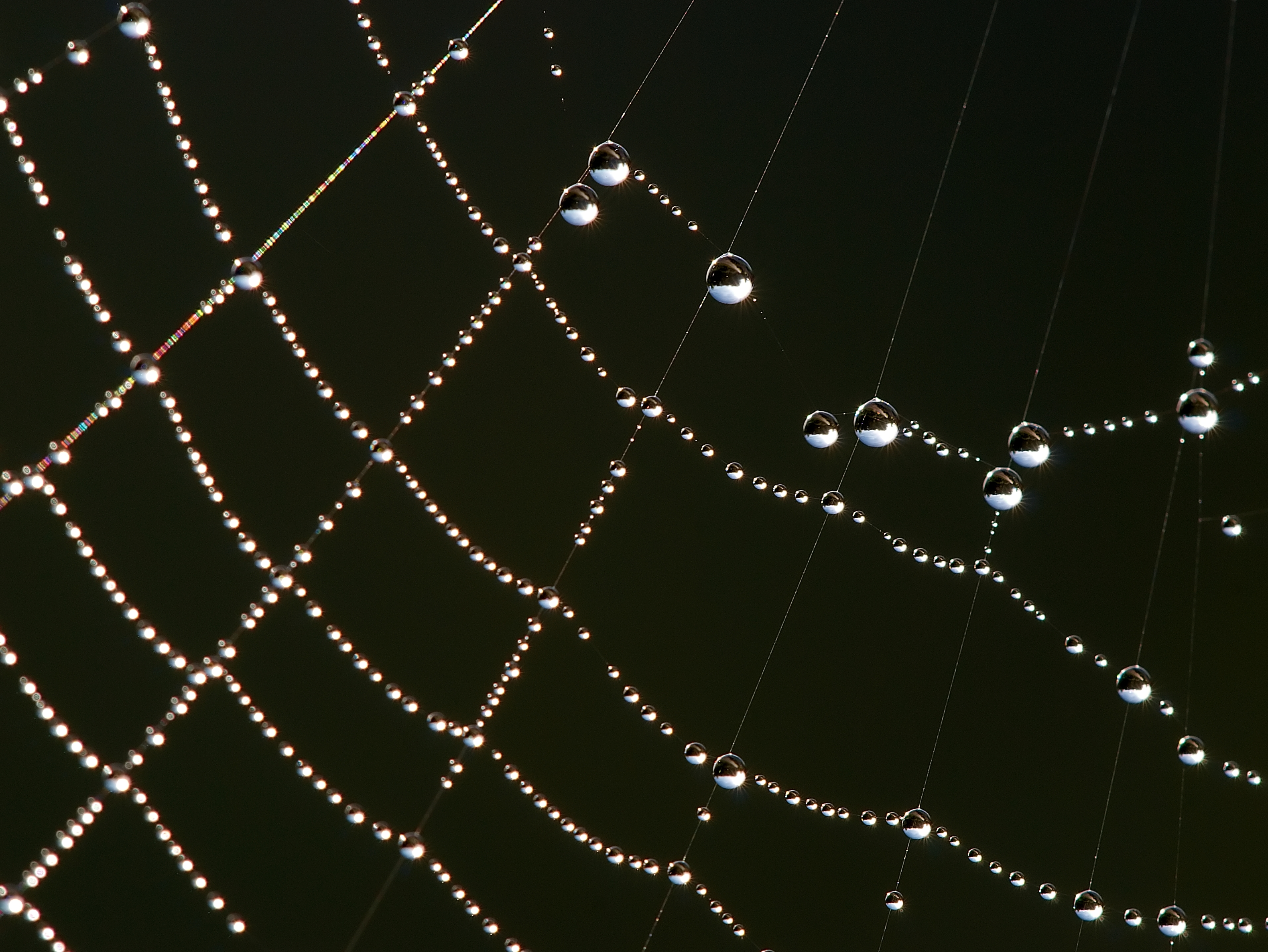 Spider web Luc Viatour