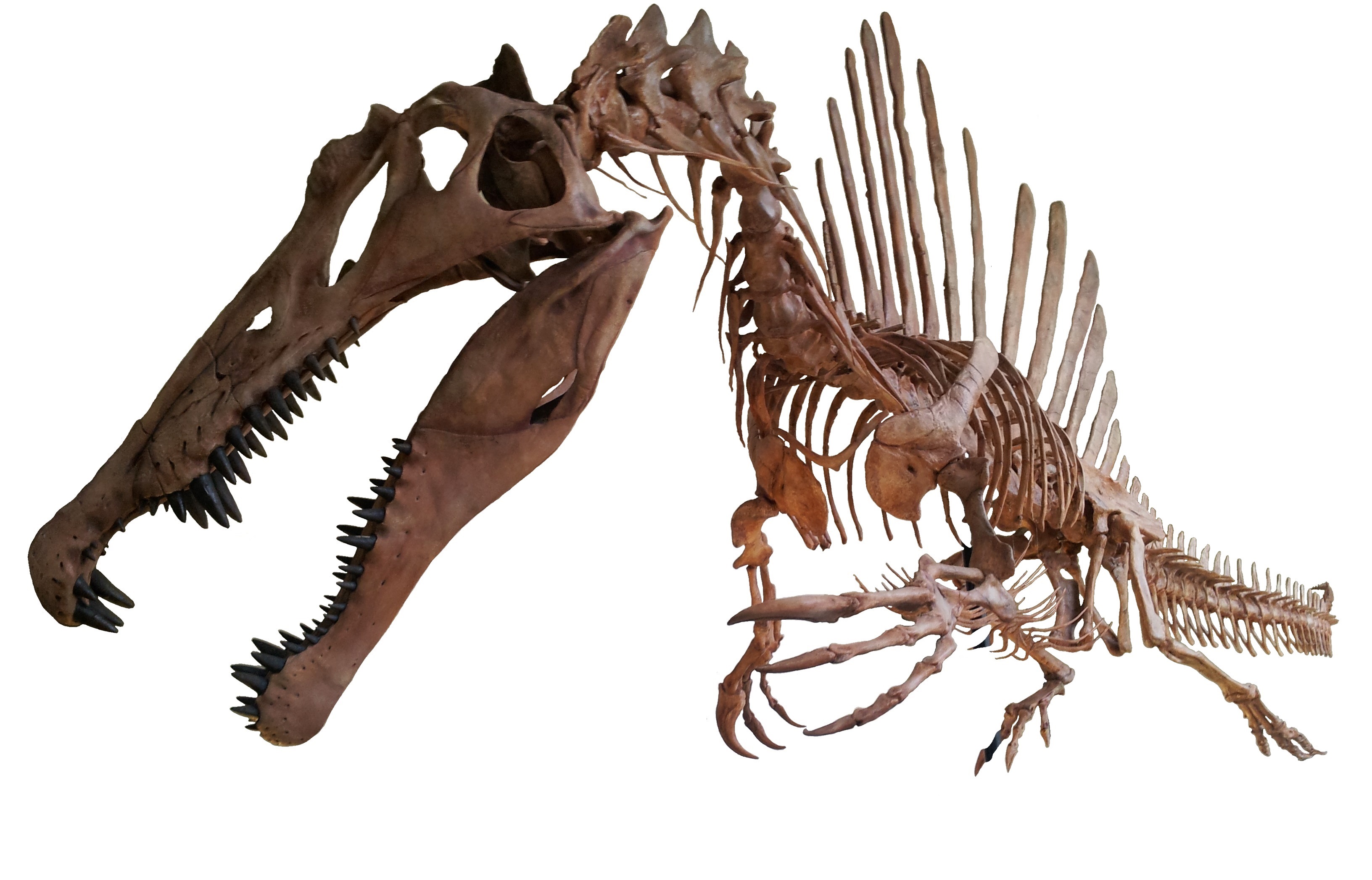 Spinosaurus white background 2