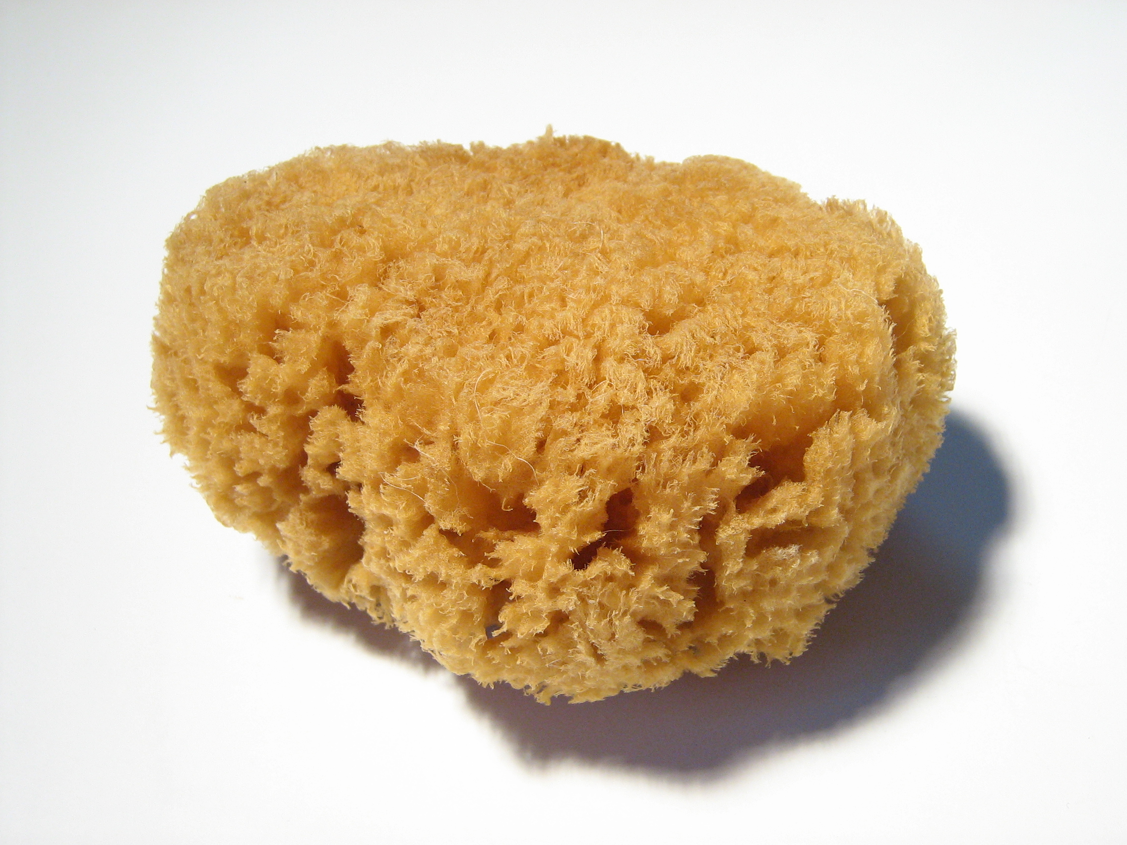 a natural sponge