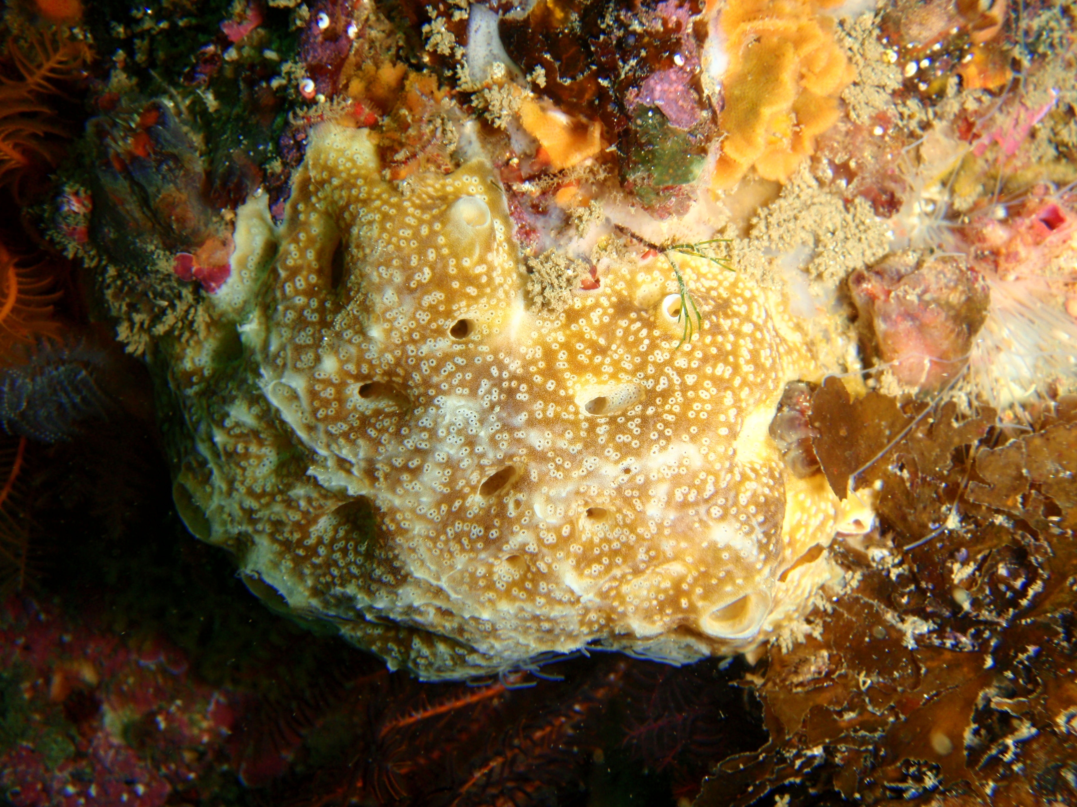 Sponge at Castle Rocks P7260833