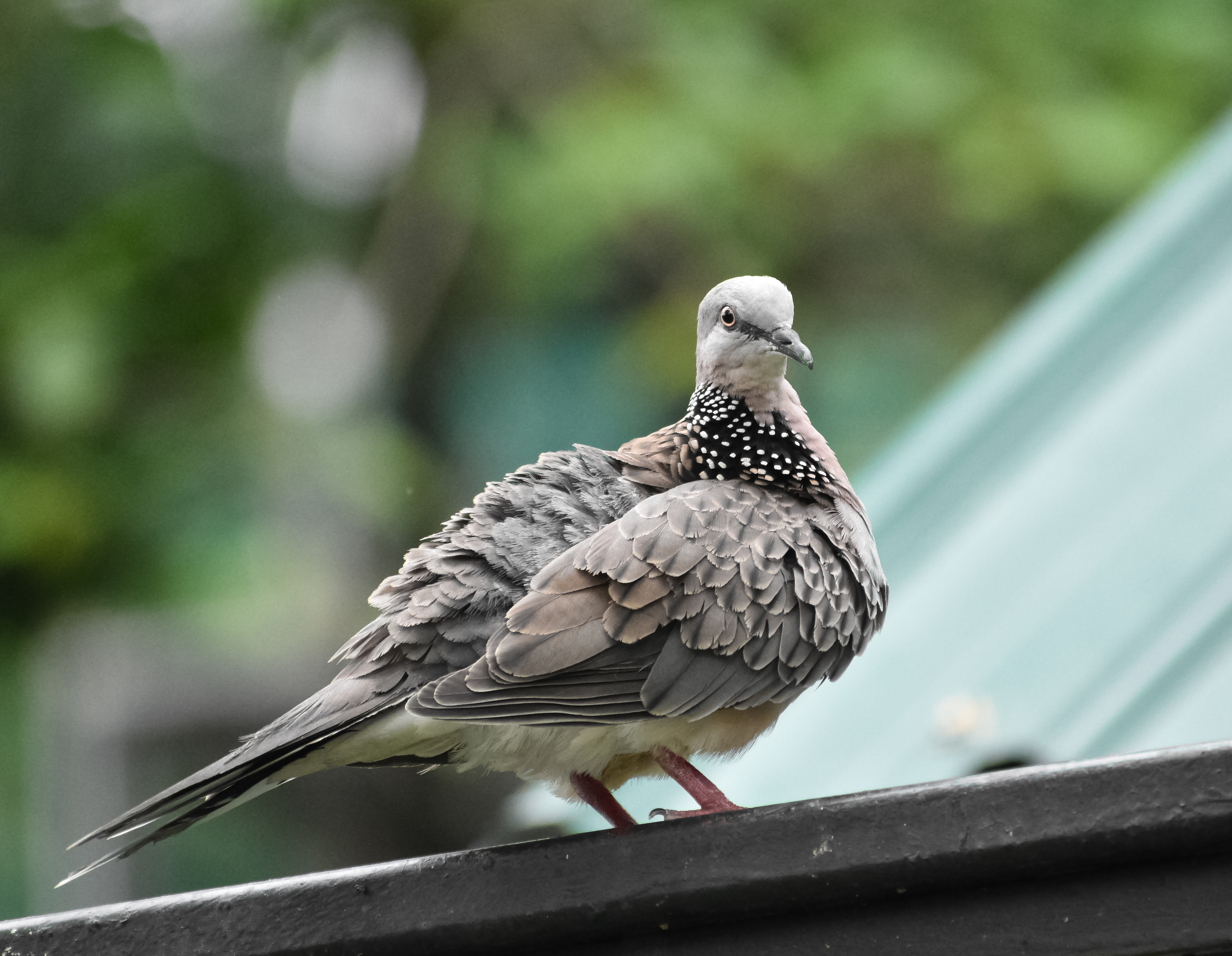 Spotted dove -- Spilopelia chinensis