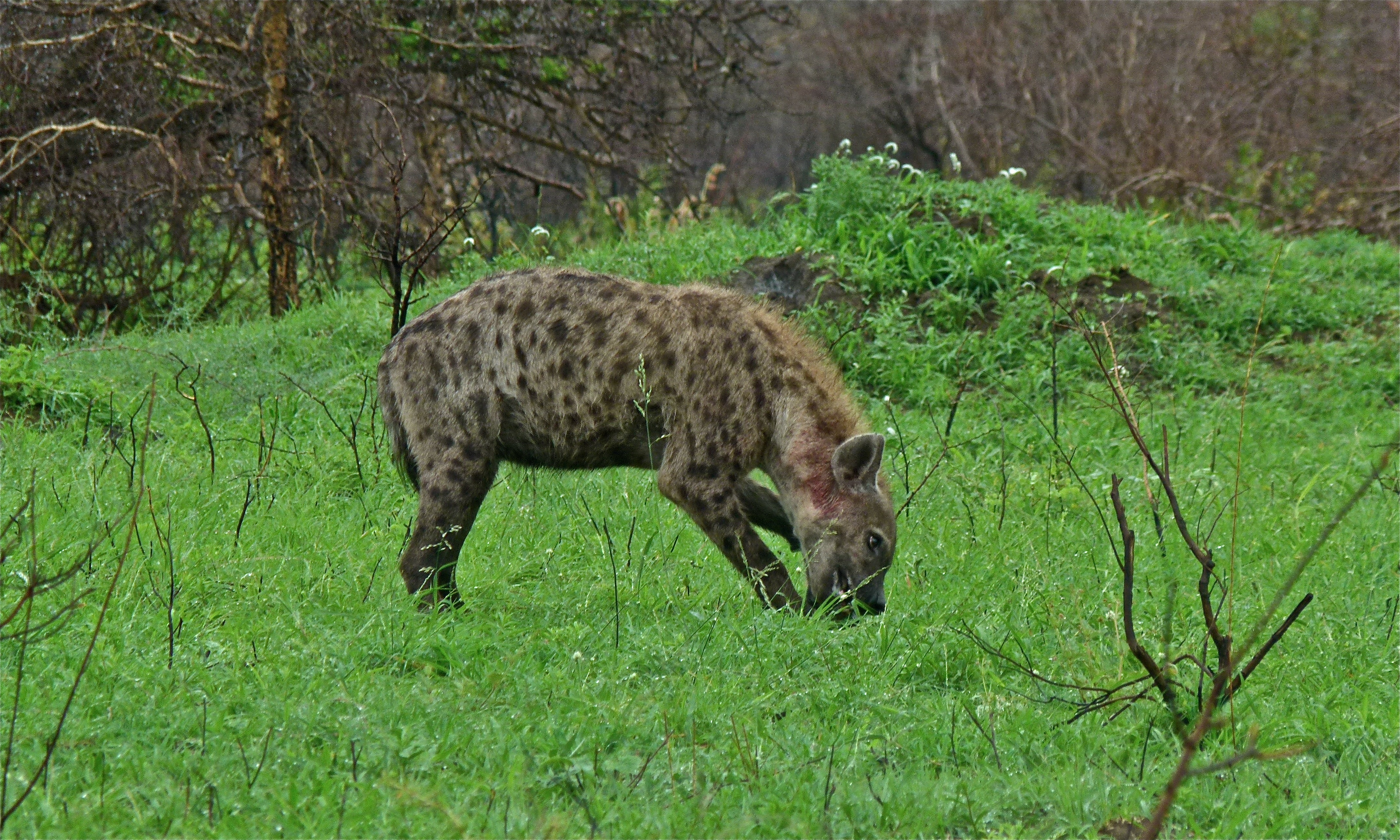 Spotted Hyena (Crocuta crocuta) (6012218972)