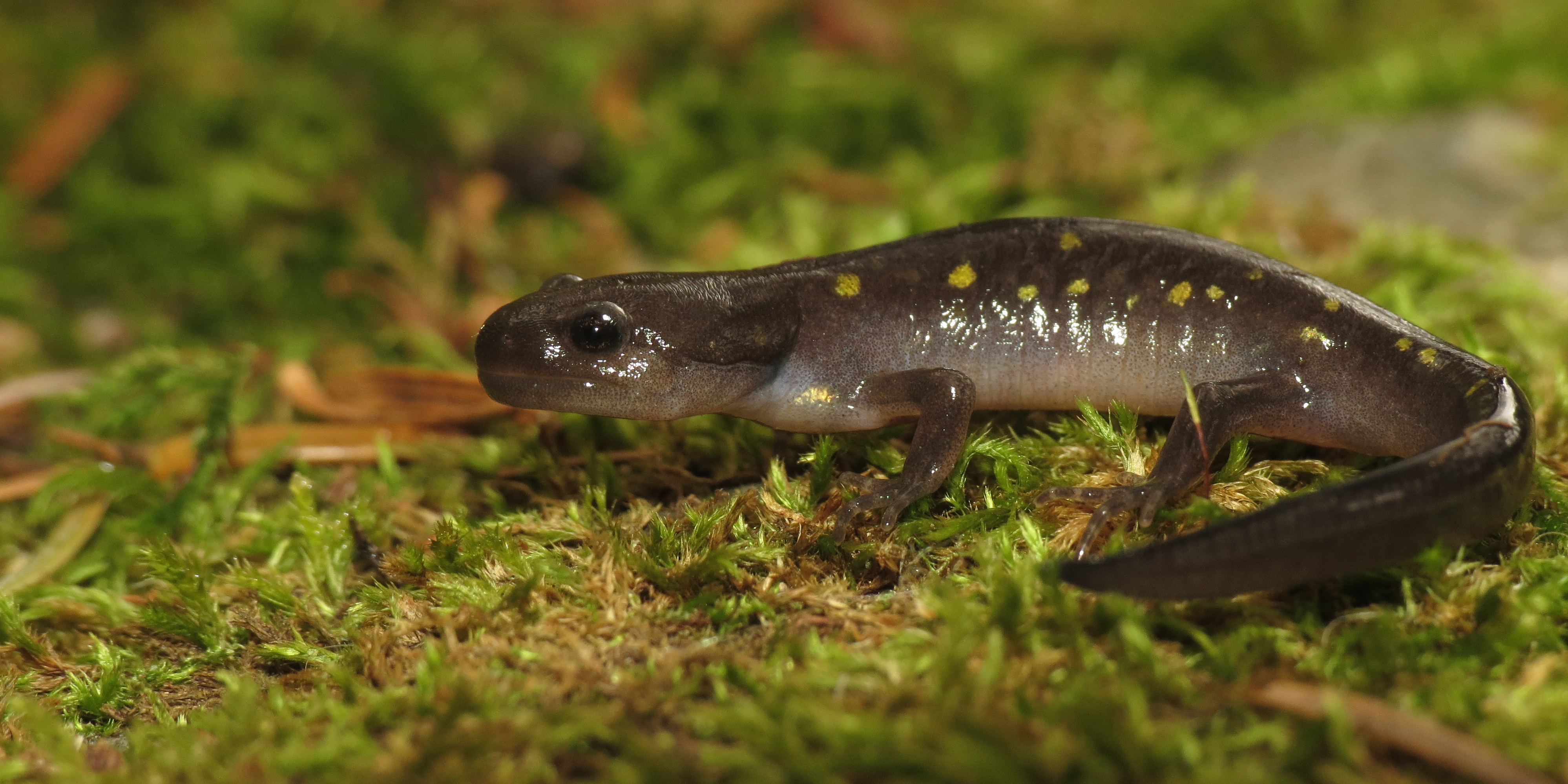 Spotted Salamander - Ambystoma maculatum (15403871091)