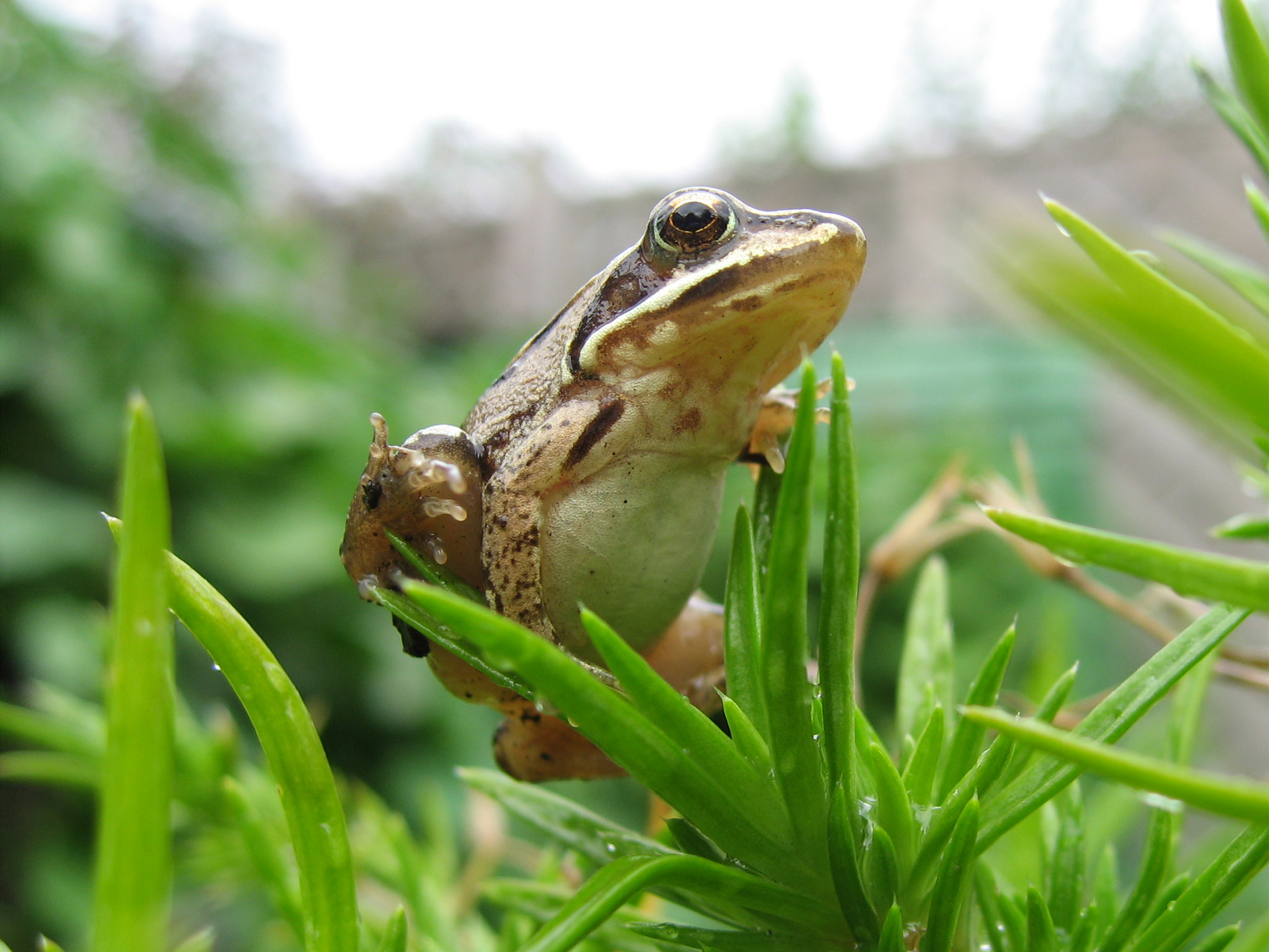 Springfrosch auf Polster-Phlox