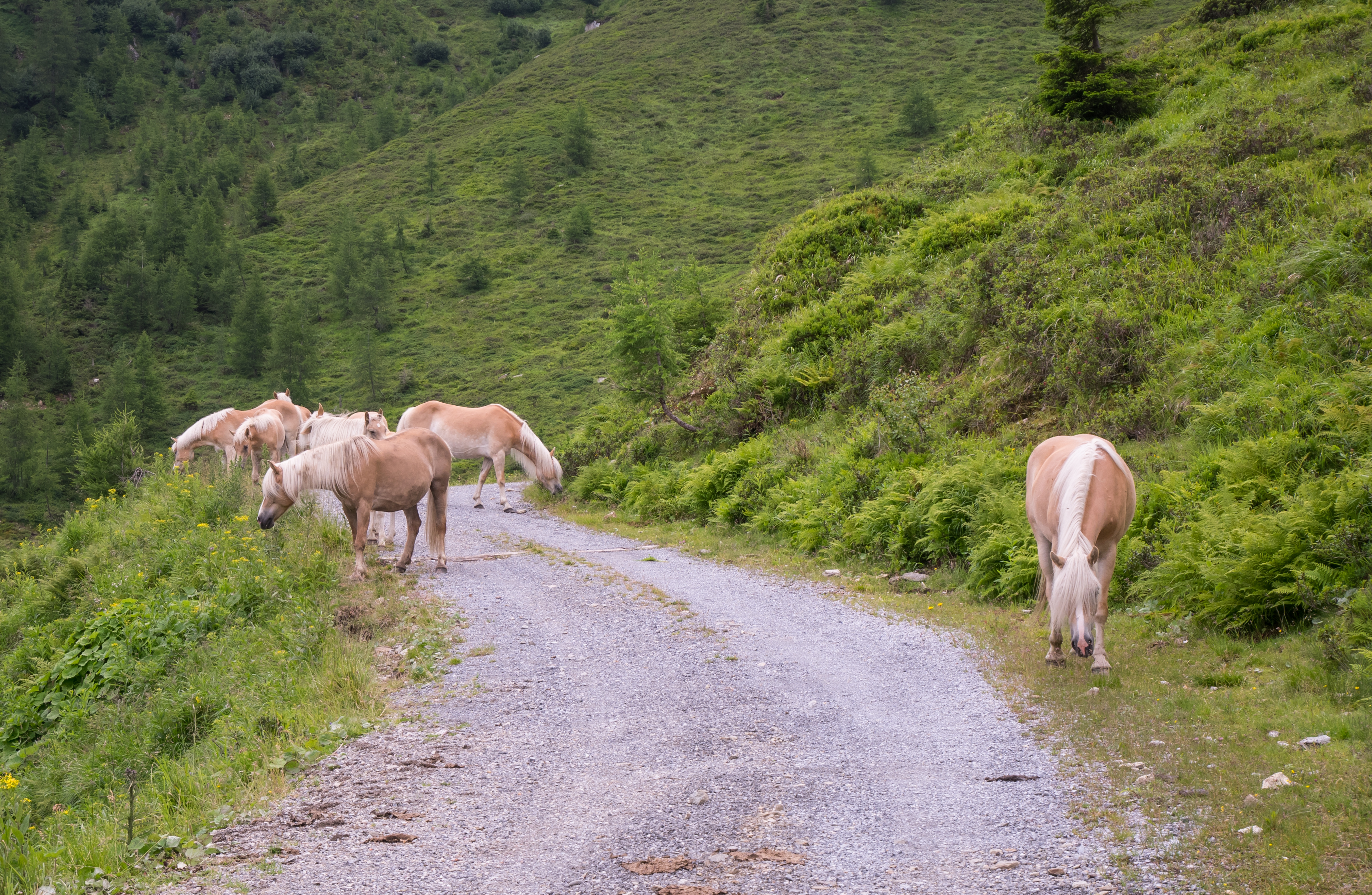 St. Anton am Arlberg - Haflinger 01