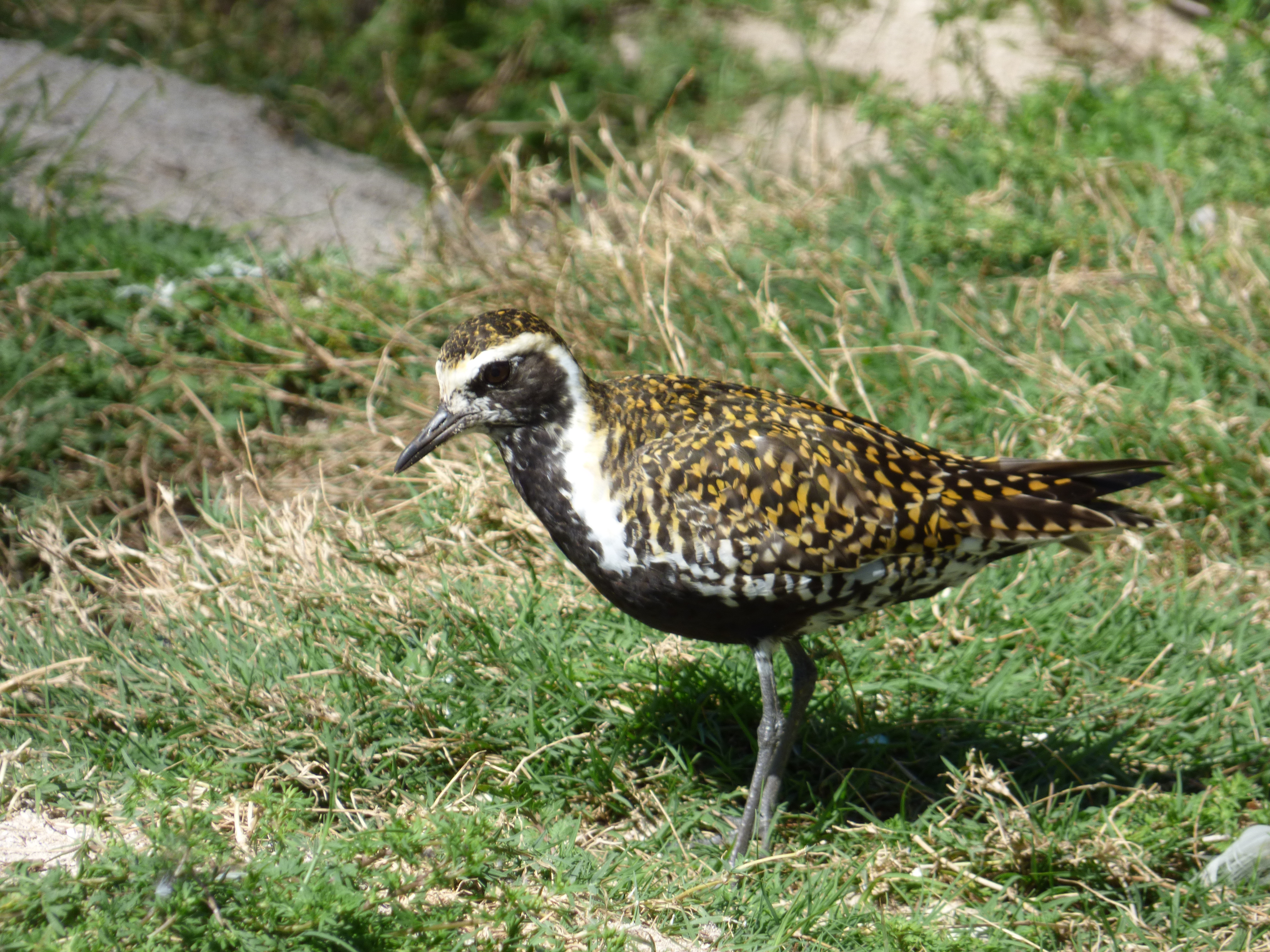 Starr-150328-0946-Cynodon dactylon-Pacific Golden Plover-Residences Sand Island-Midway Atoll (25176398031)