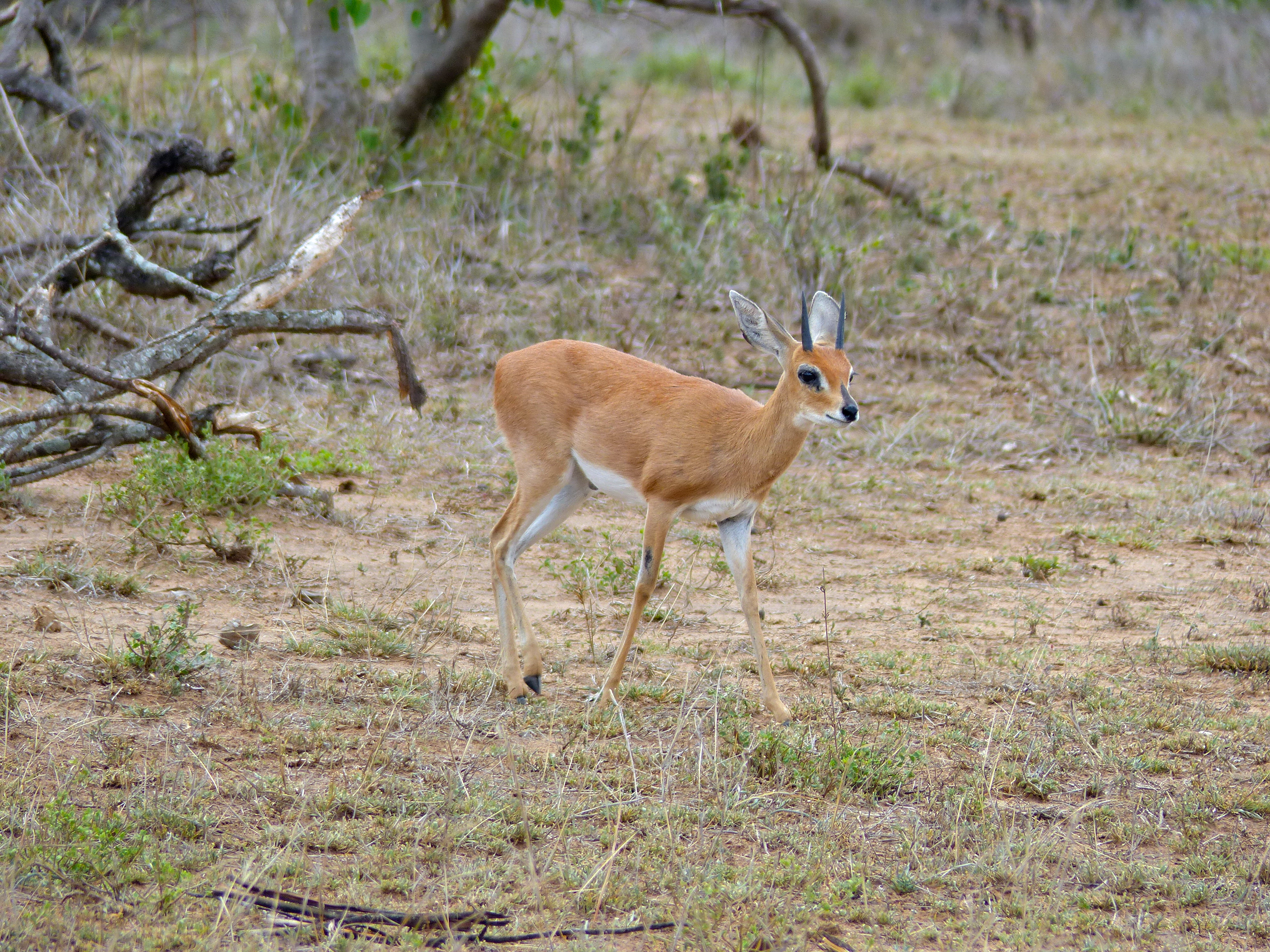 Steenbok (Raphicerus campestris) male (12025028305)