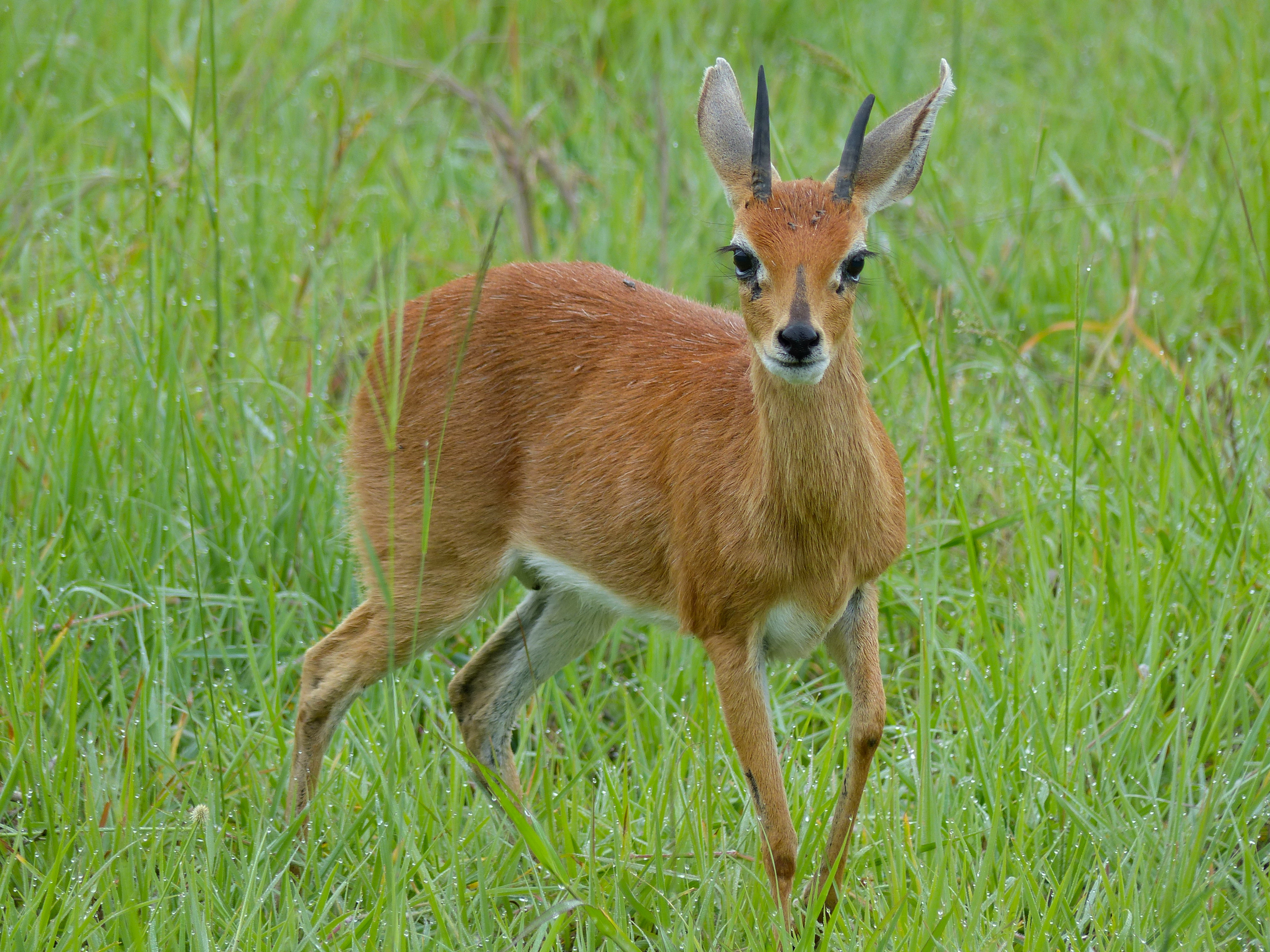 Steenbok (Raphicerus campestris) male (12598959934)