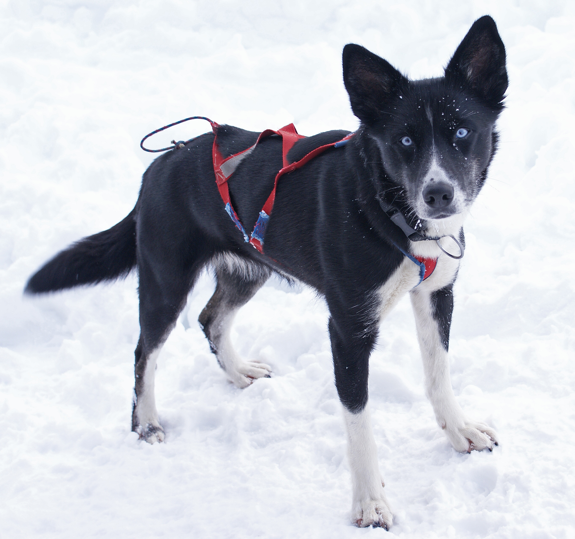 Stella - begging ) (3239988334)