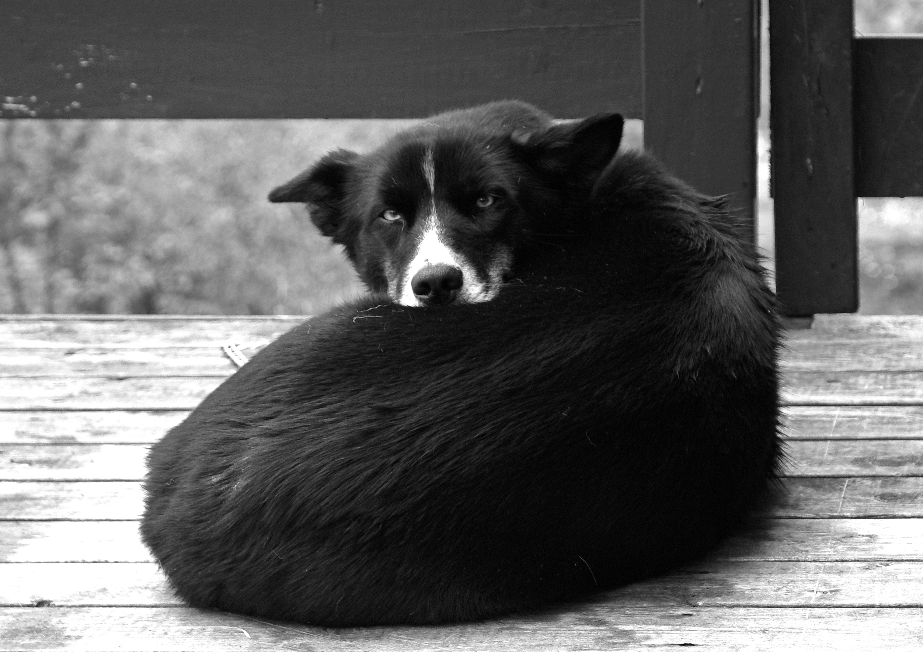 Stella (2738854449)