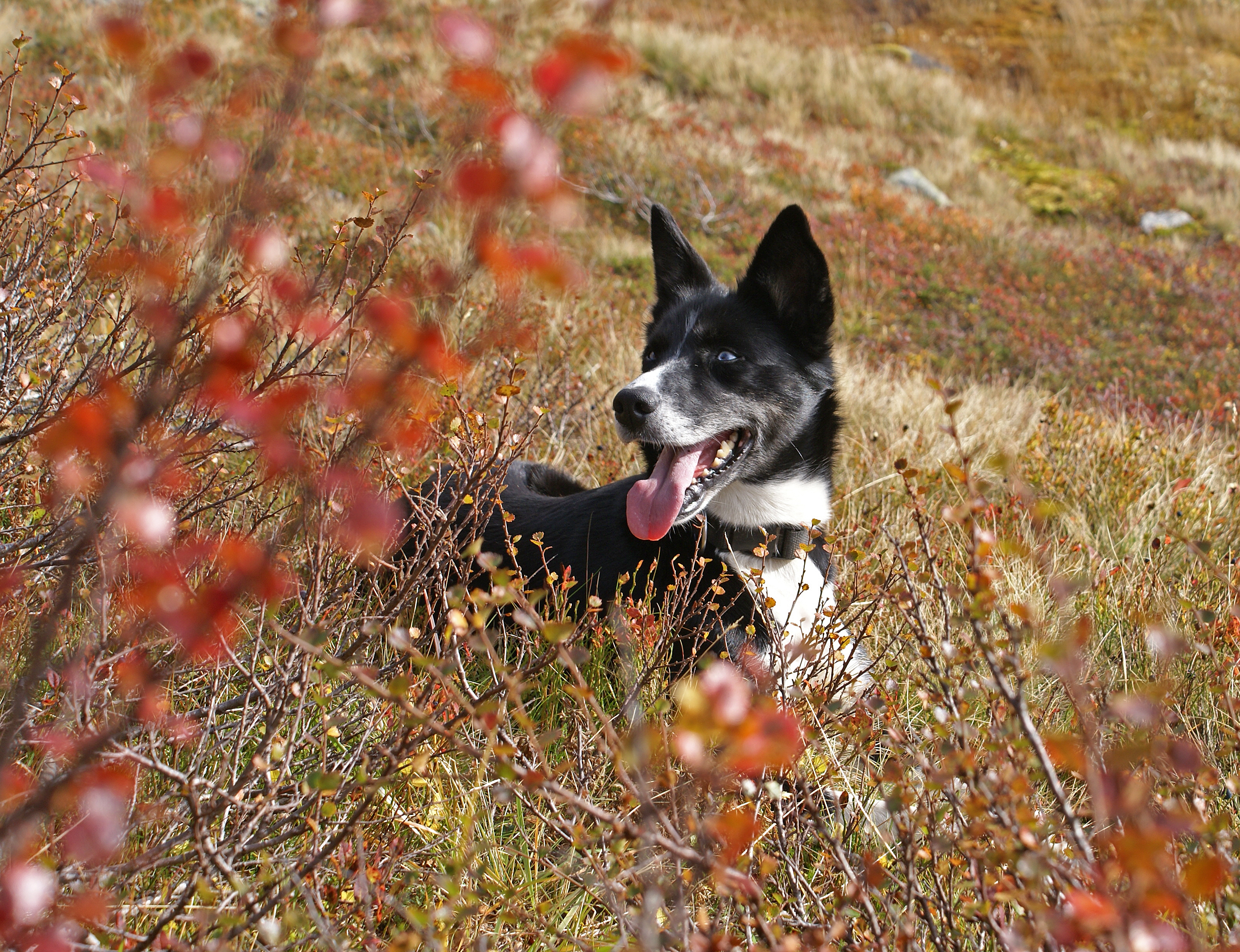 Stella (3956639698)