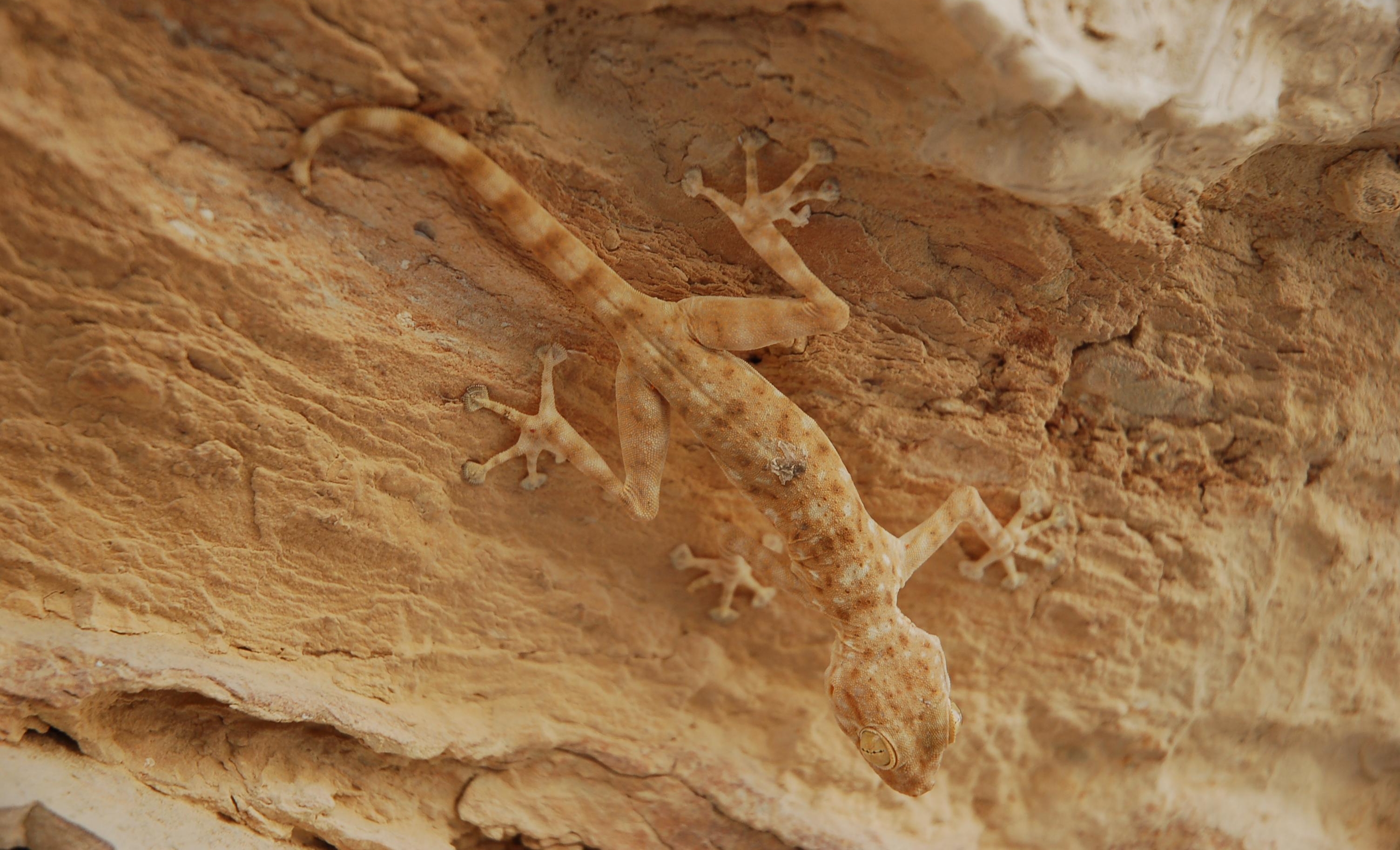 Stenodactylus sthenodactylus judean desert