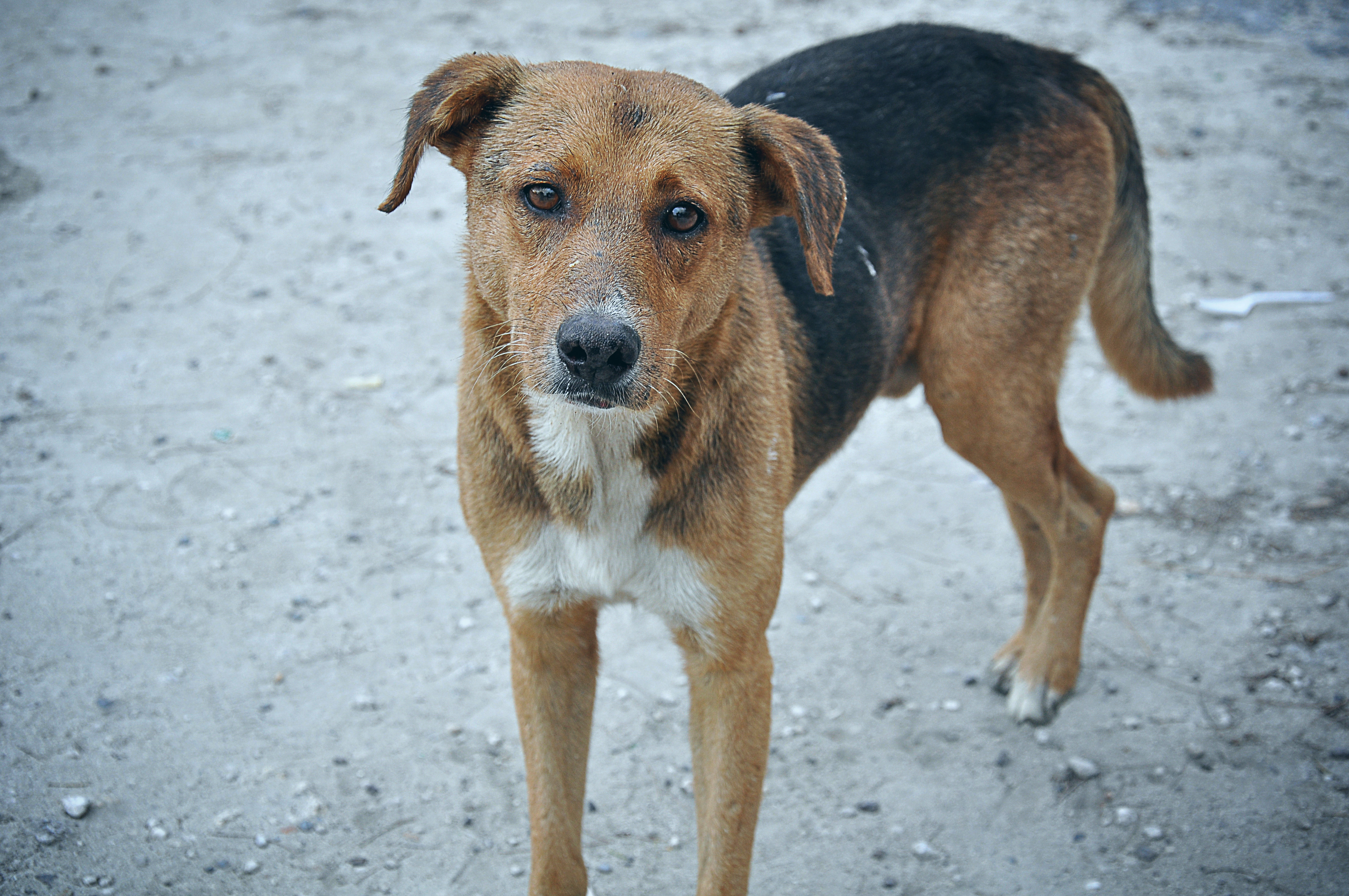 Stray Dog Bahamas