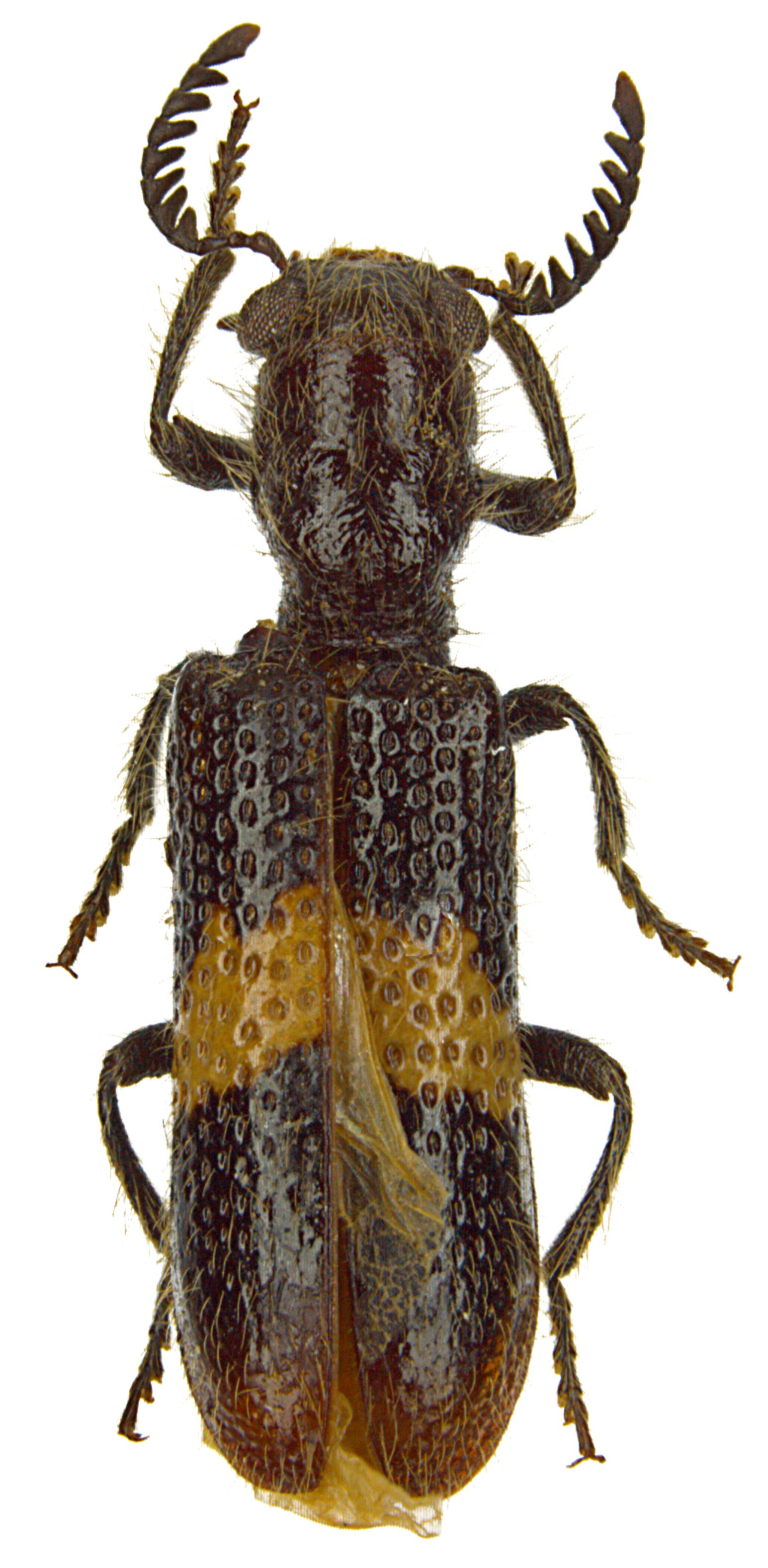 Strotocera similis