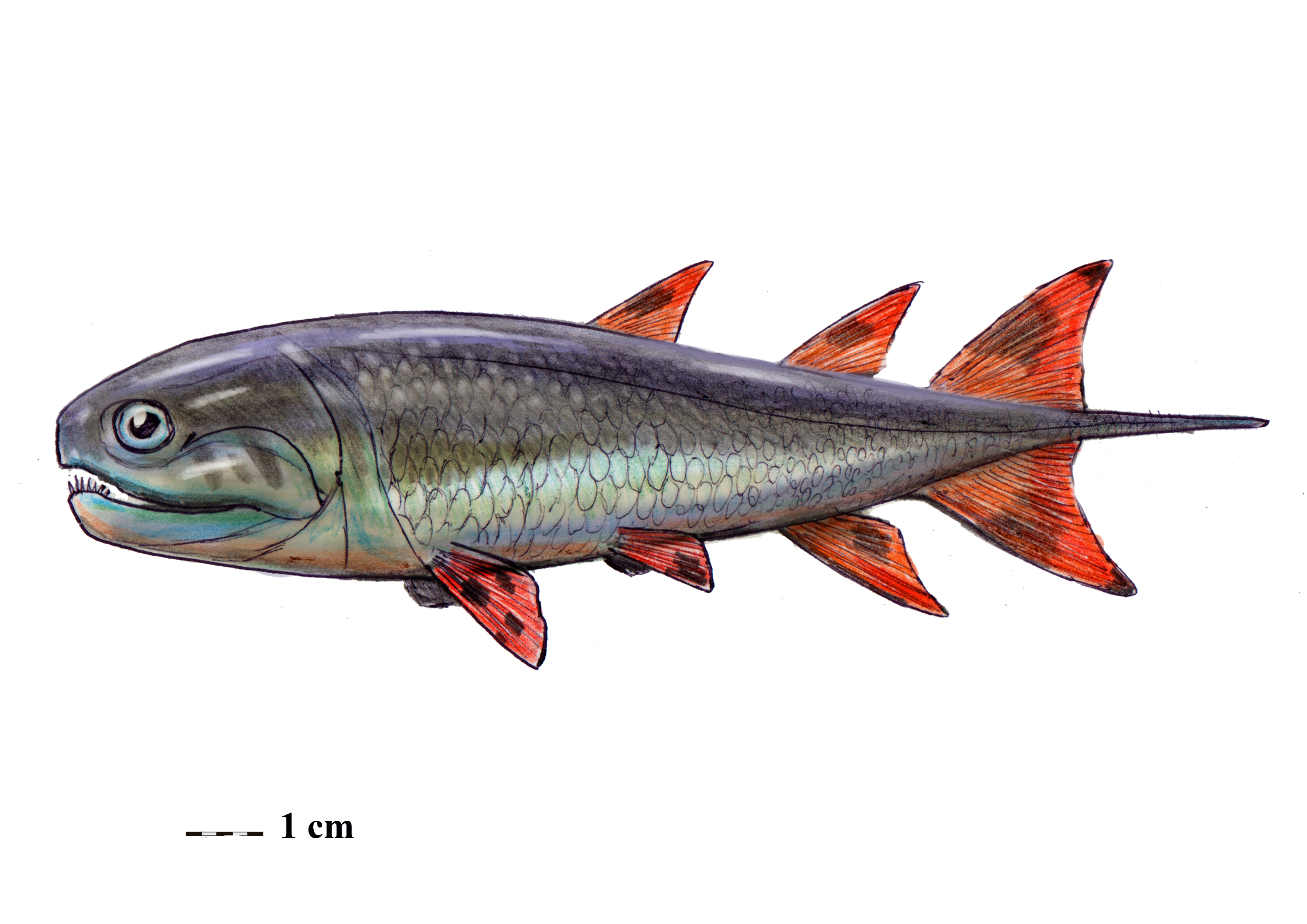 Strunius rolandi