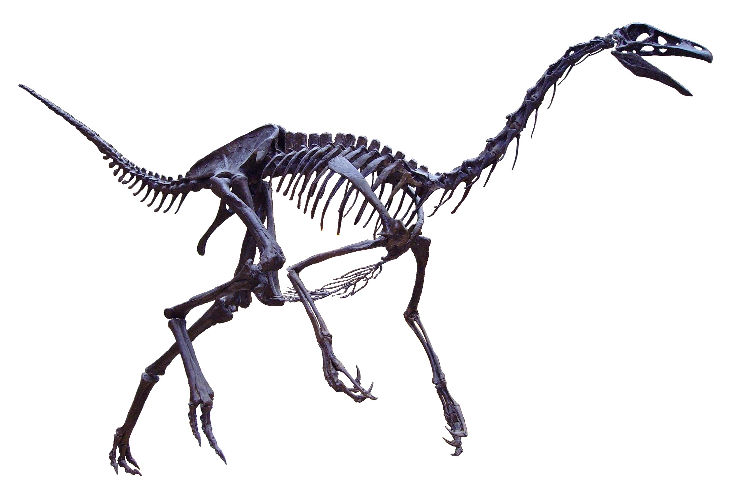 Struthiomimus white background