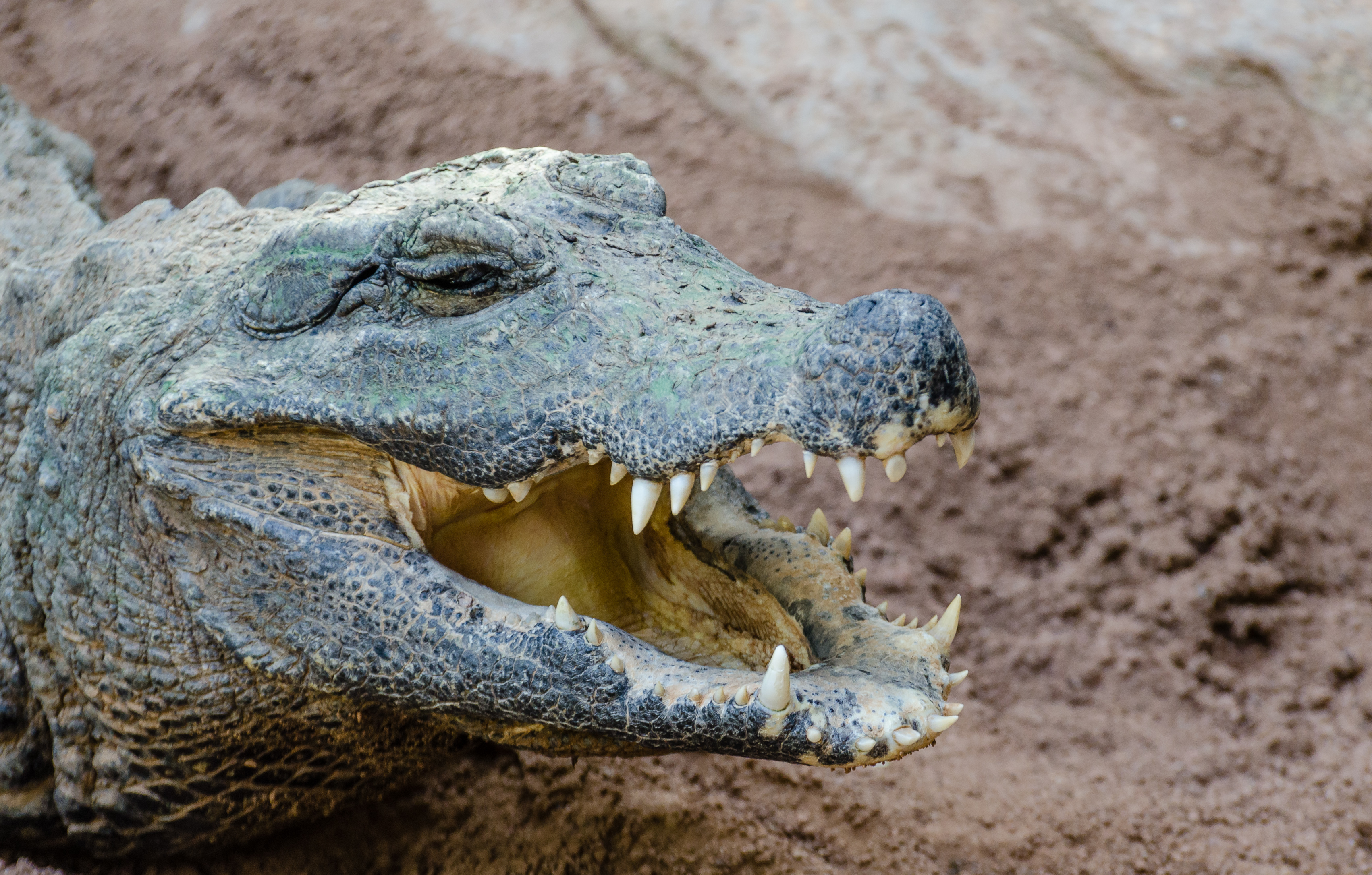Stumpfkrokodil Bioparc Fuengirola 01 2014