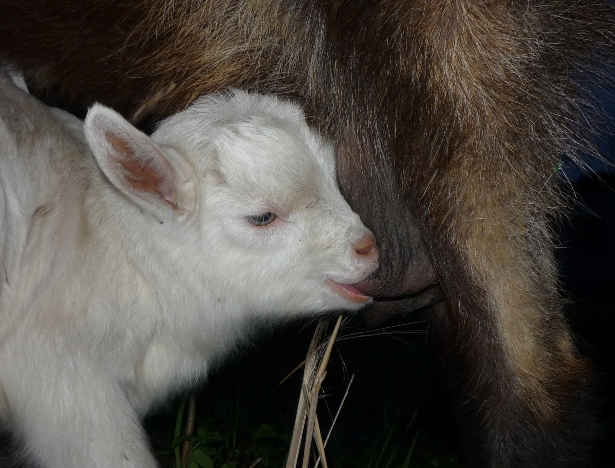 Suckling goat