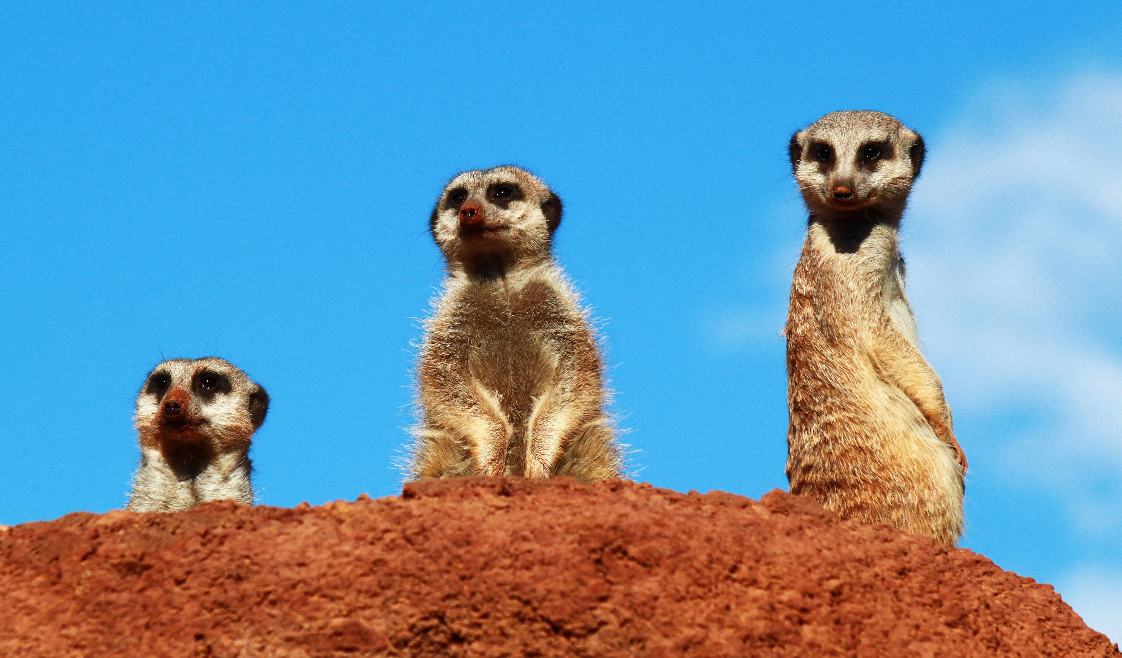 Suricata suricatta - Oasis Park - Fuerteventura