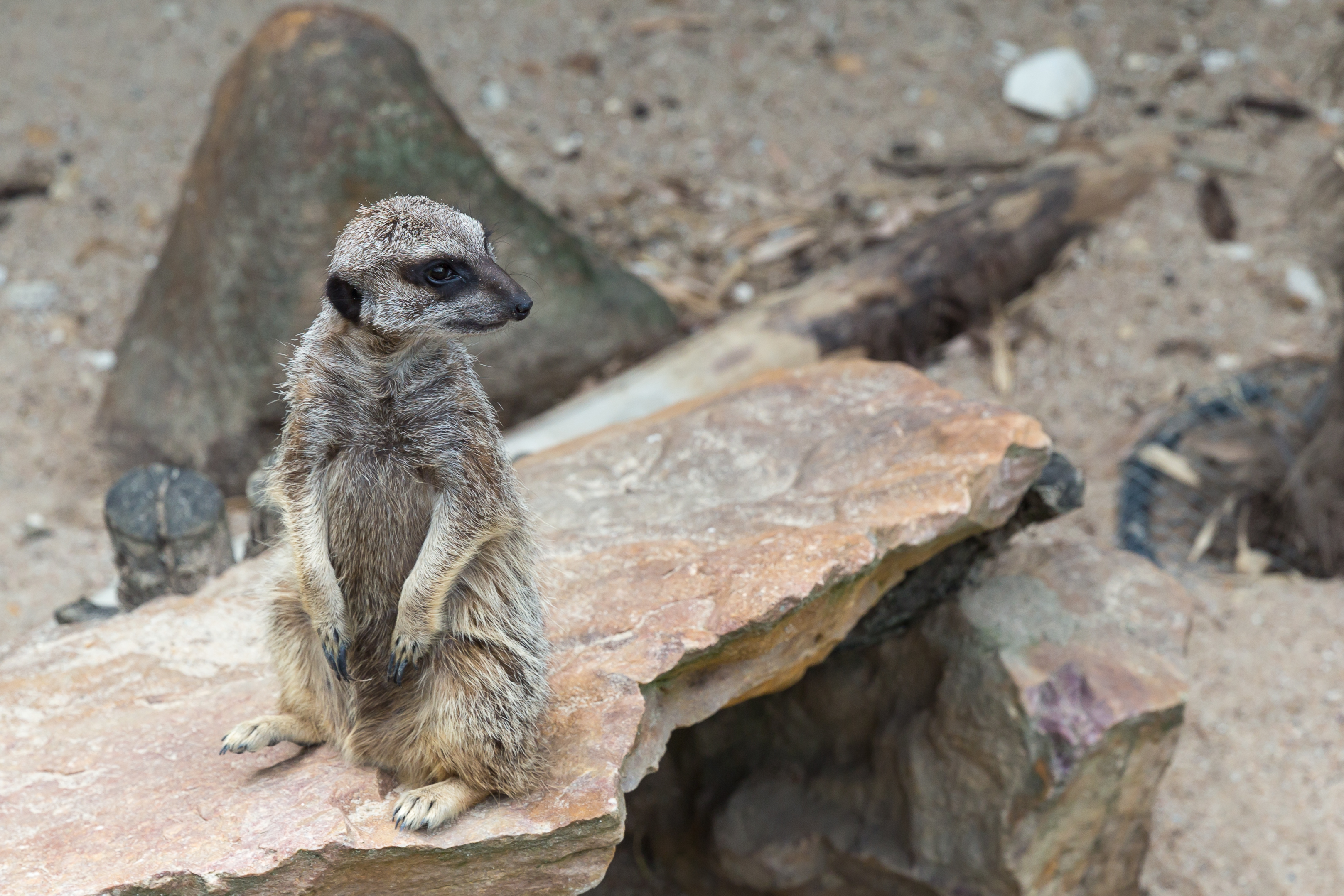 Suricata suricatta (Suricate) - 438