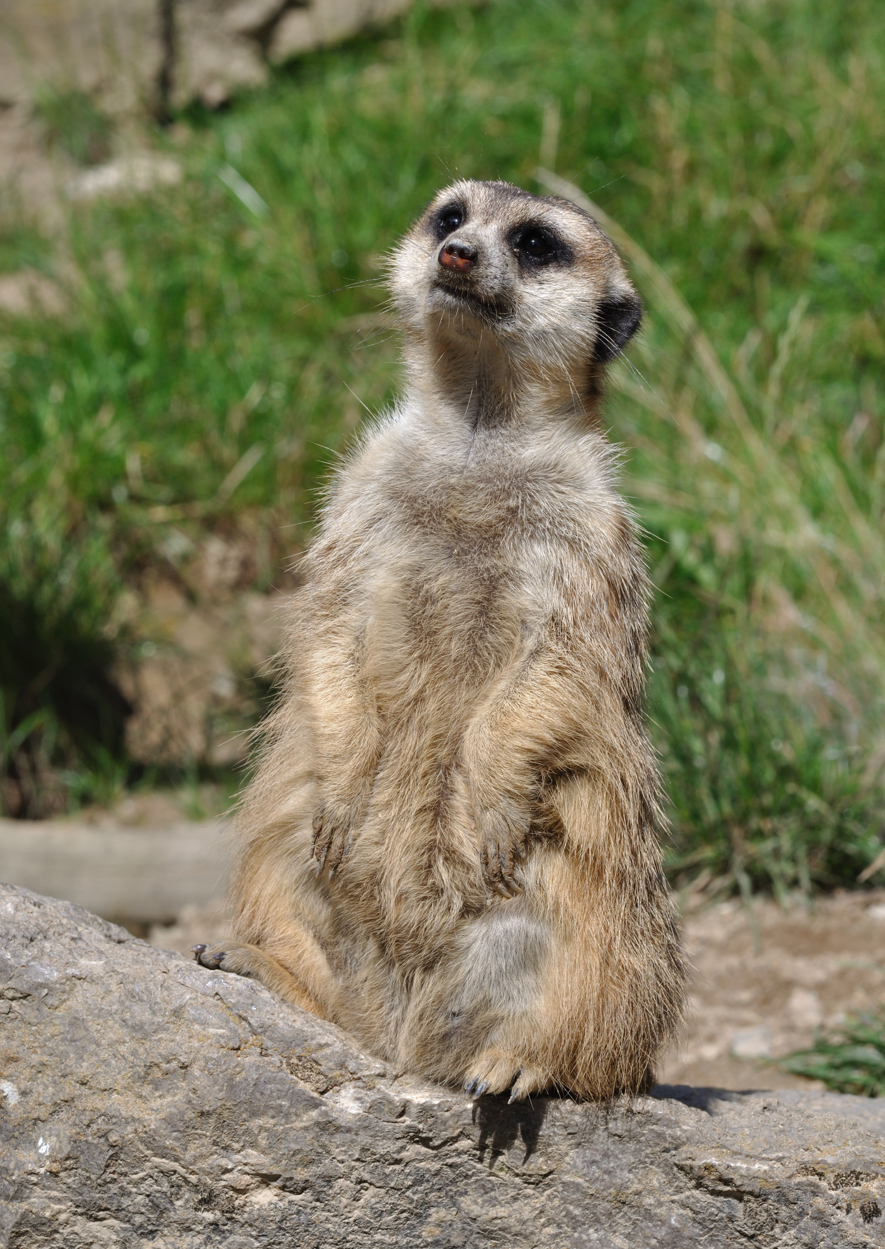 Suricata suricatta qtl3