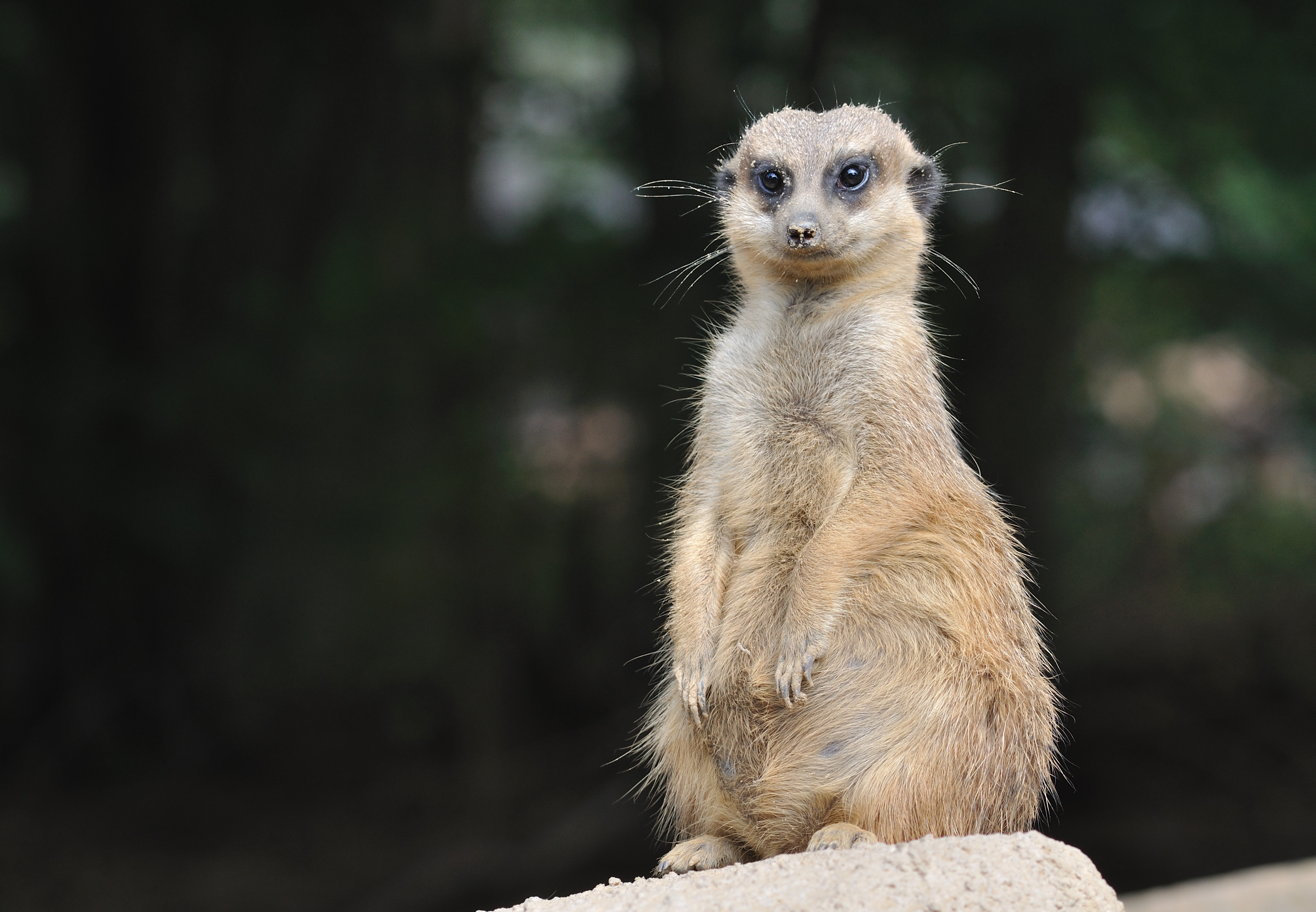 Suricata suricatta qtl5