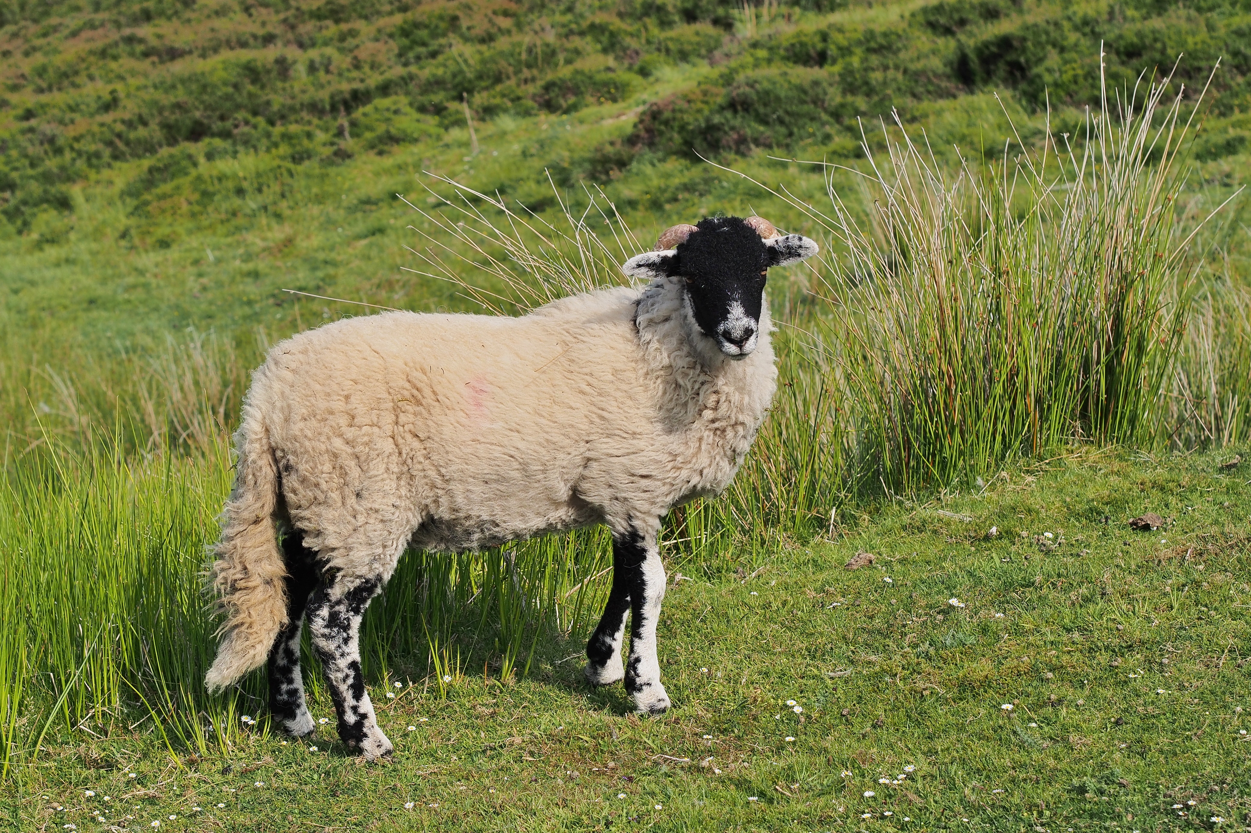 Swaledale Sheep Surrender Bridge