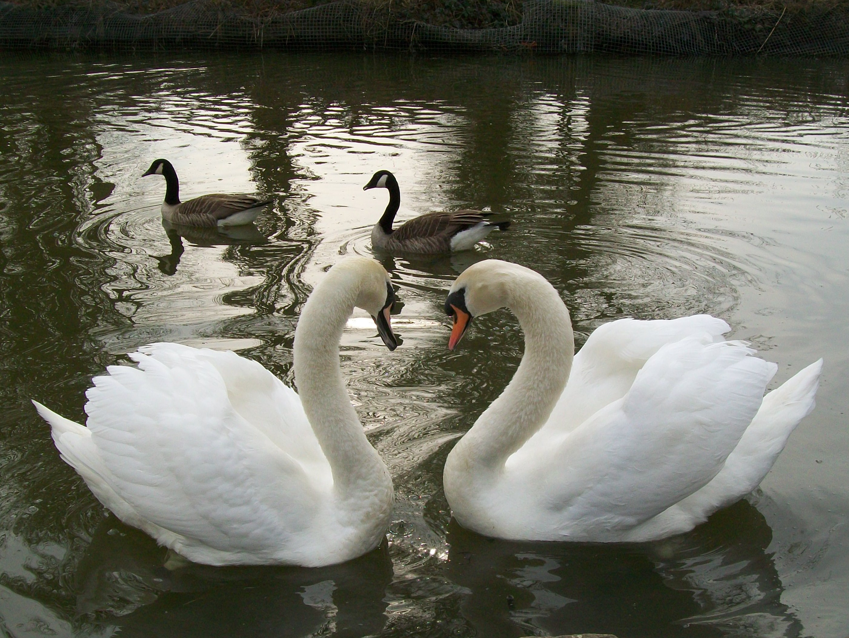 Swan love (4494735232)
