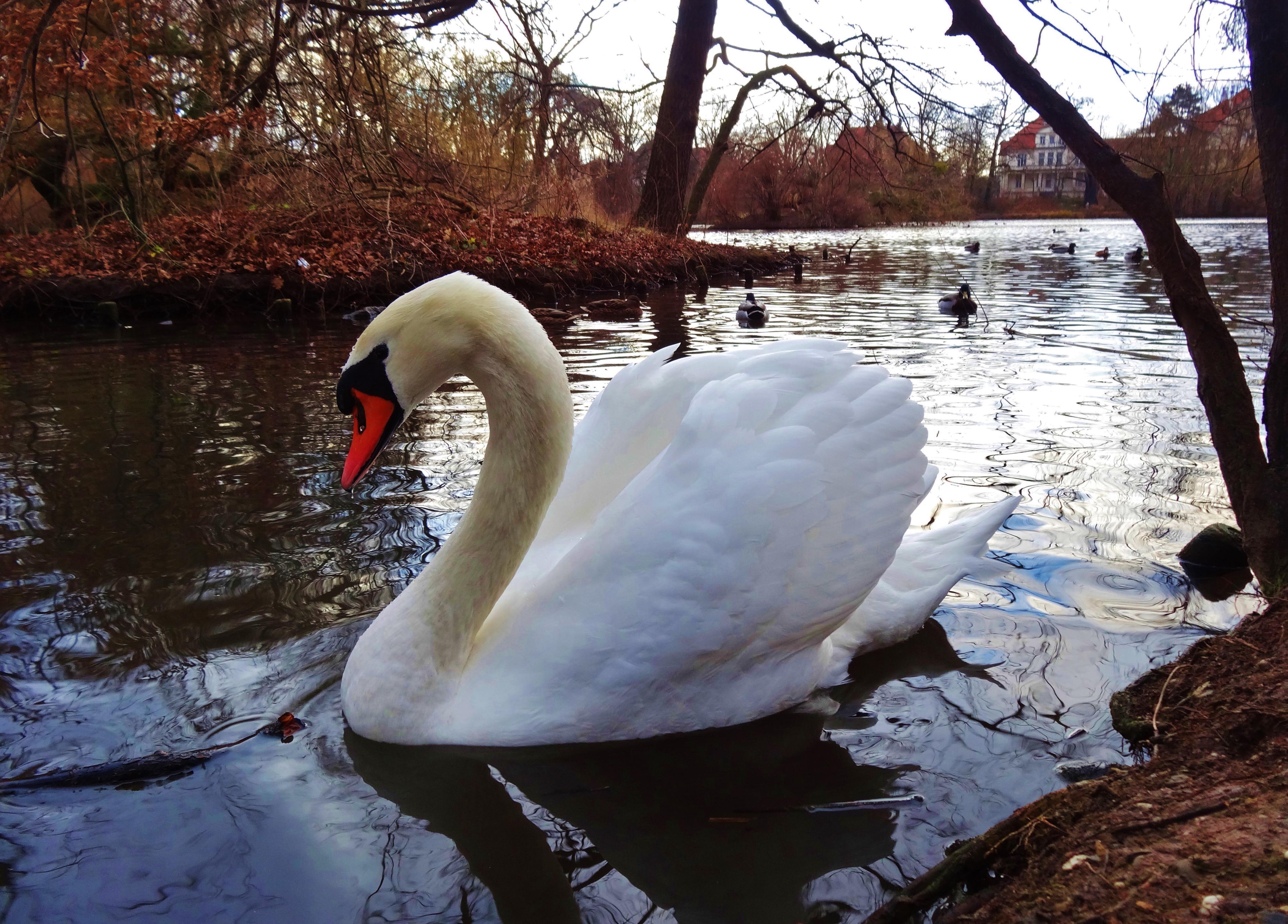 Swan on a Dresden lake