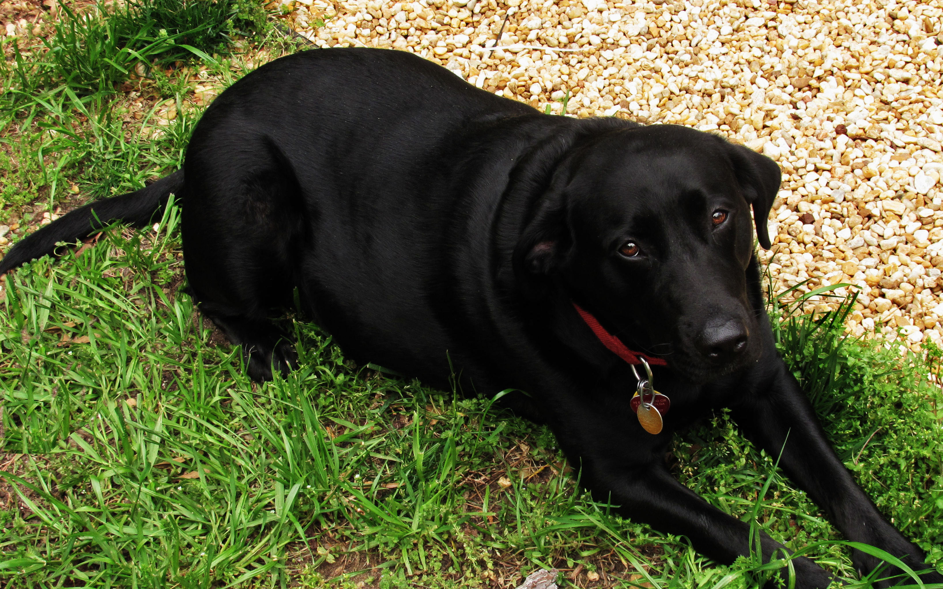 Sweet Girl IMG 2720e