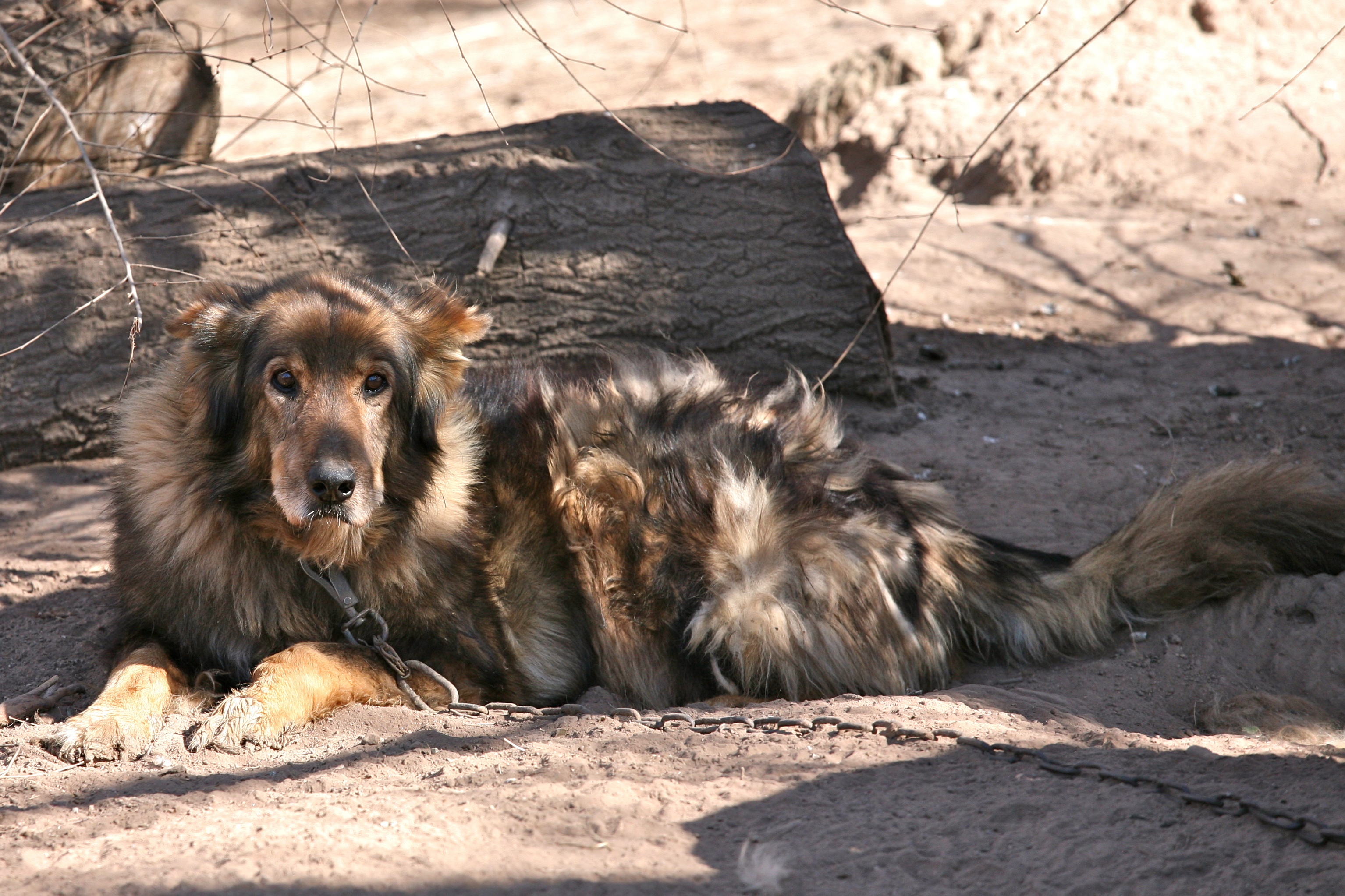 Sweet Old Dog (6077228604)