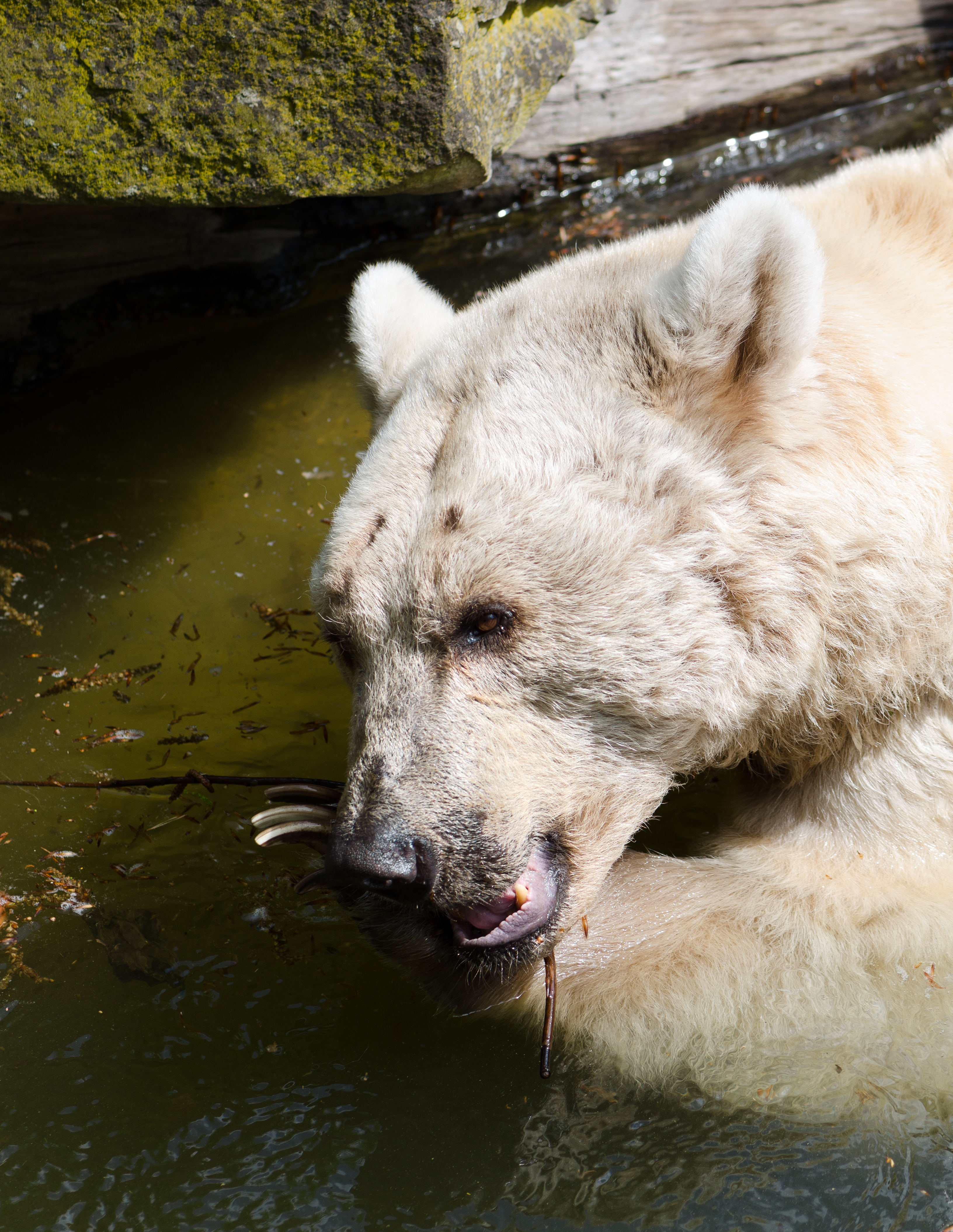 Syrischer-Braunbaer-seitlich-Zoo-Muenster-2013
