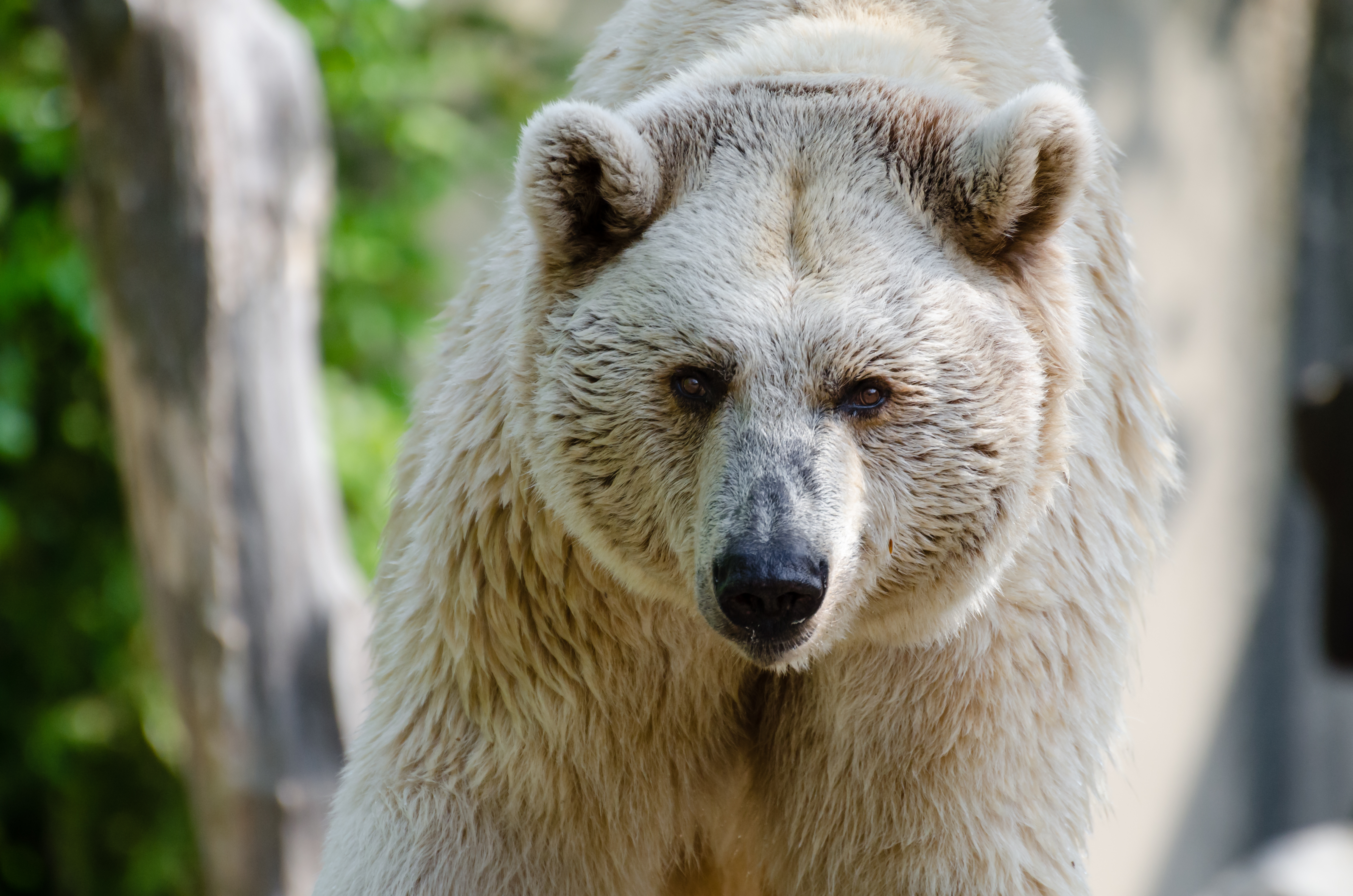 Syrischer-Braunbaer-Zoo-Muenster