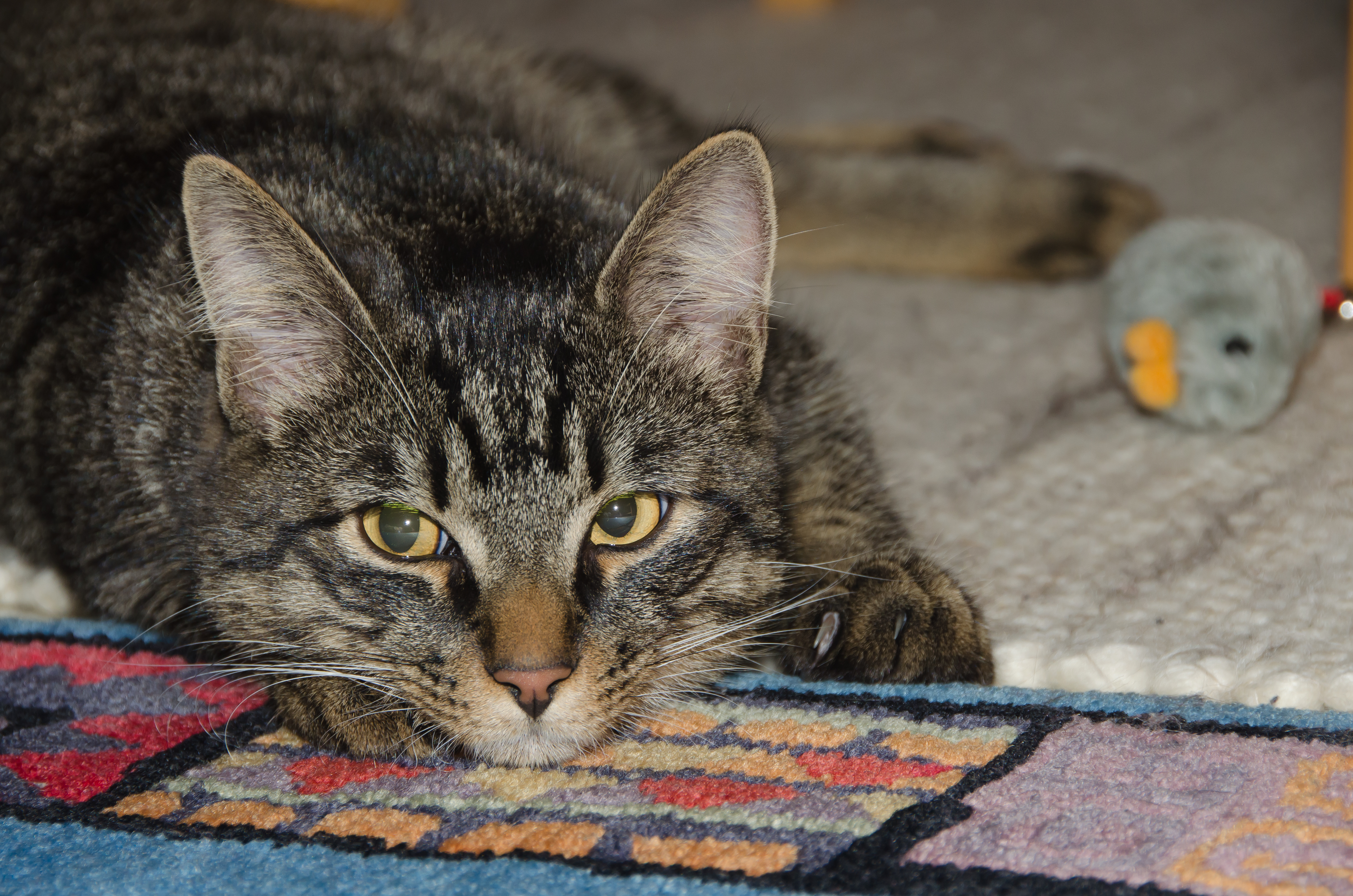 Tabby-cat brown our new pet 30062015 5046