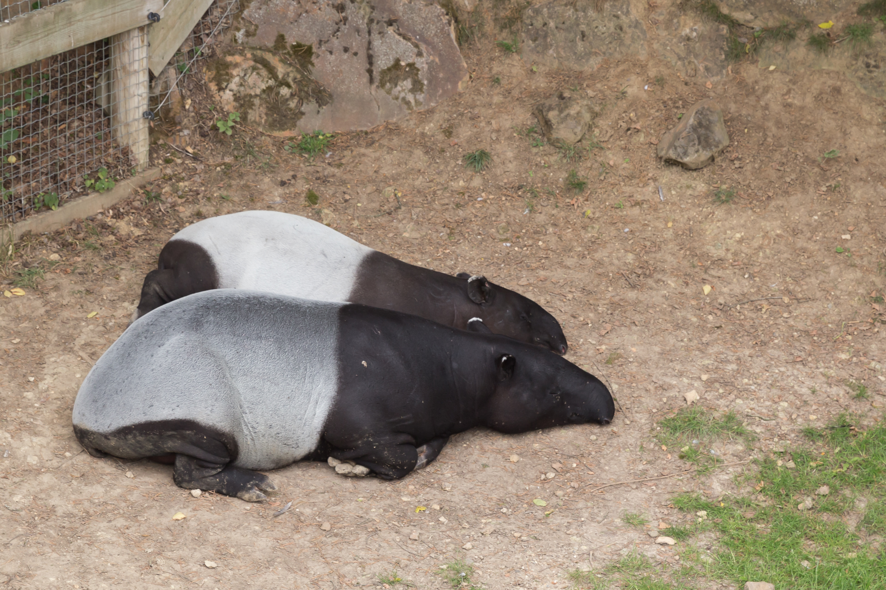 Tapirus indicus (Tapir de Malaisie) - 450