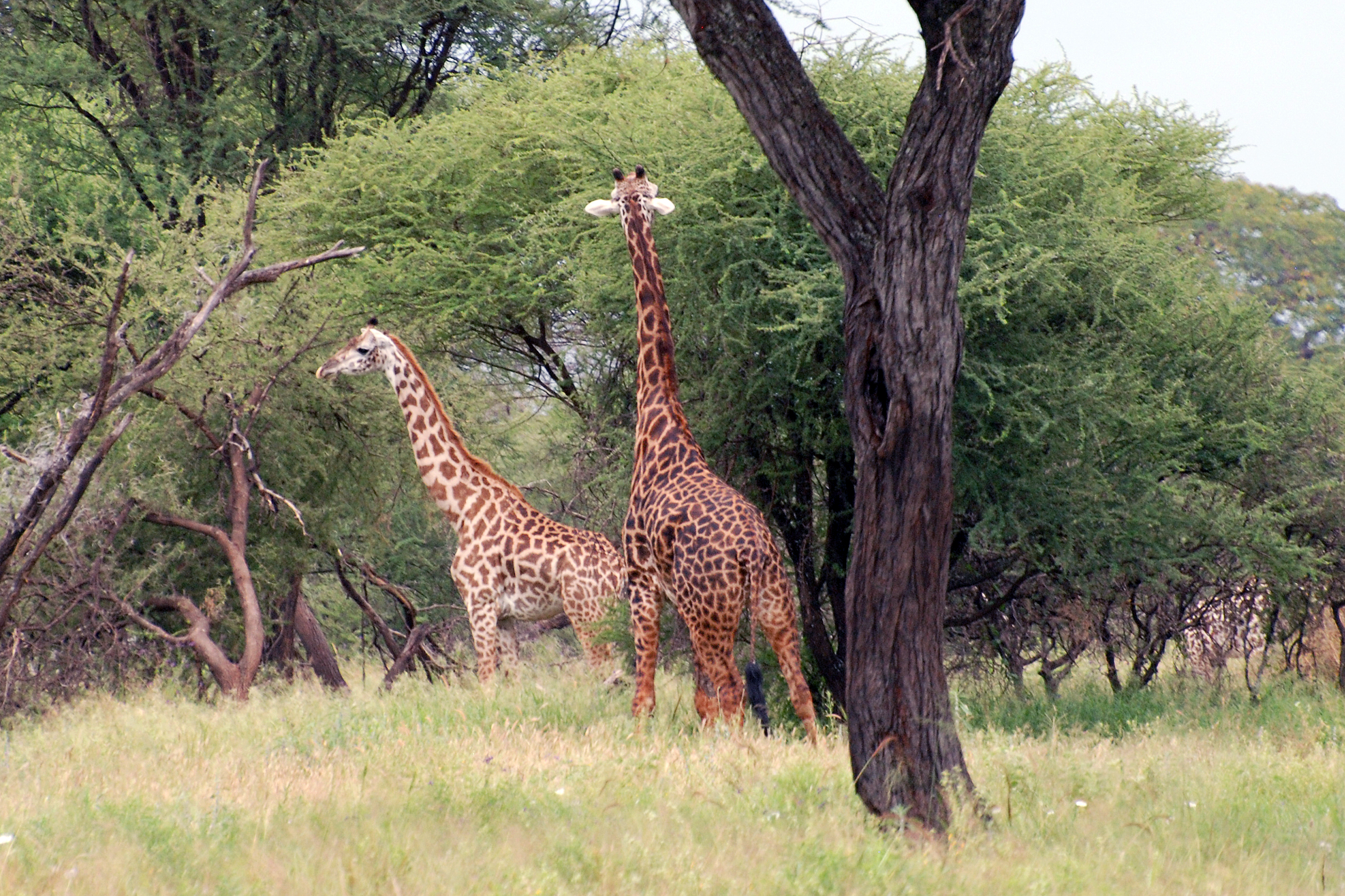 Tarangire 2012 05 27 1917 (7468510642)